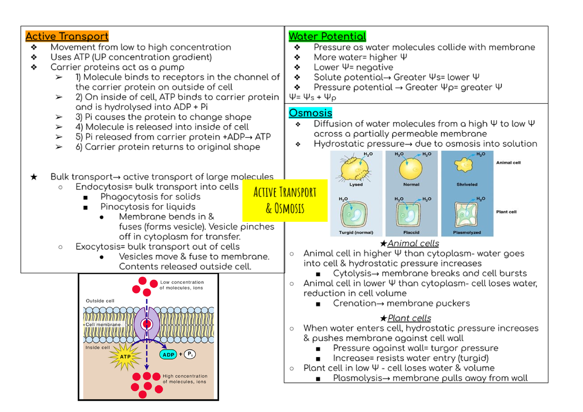 Active transport and osmosis mm - Studocu