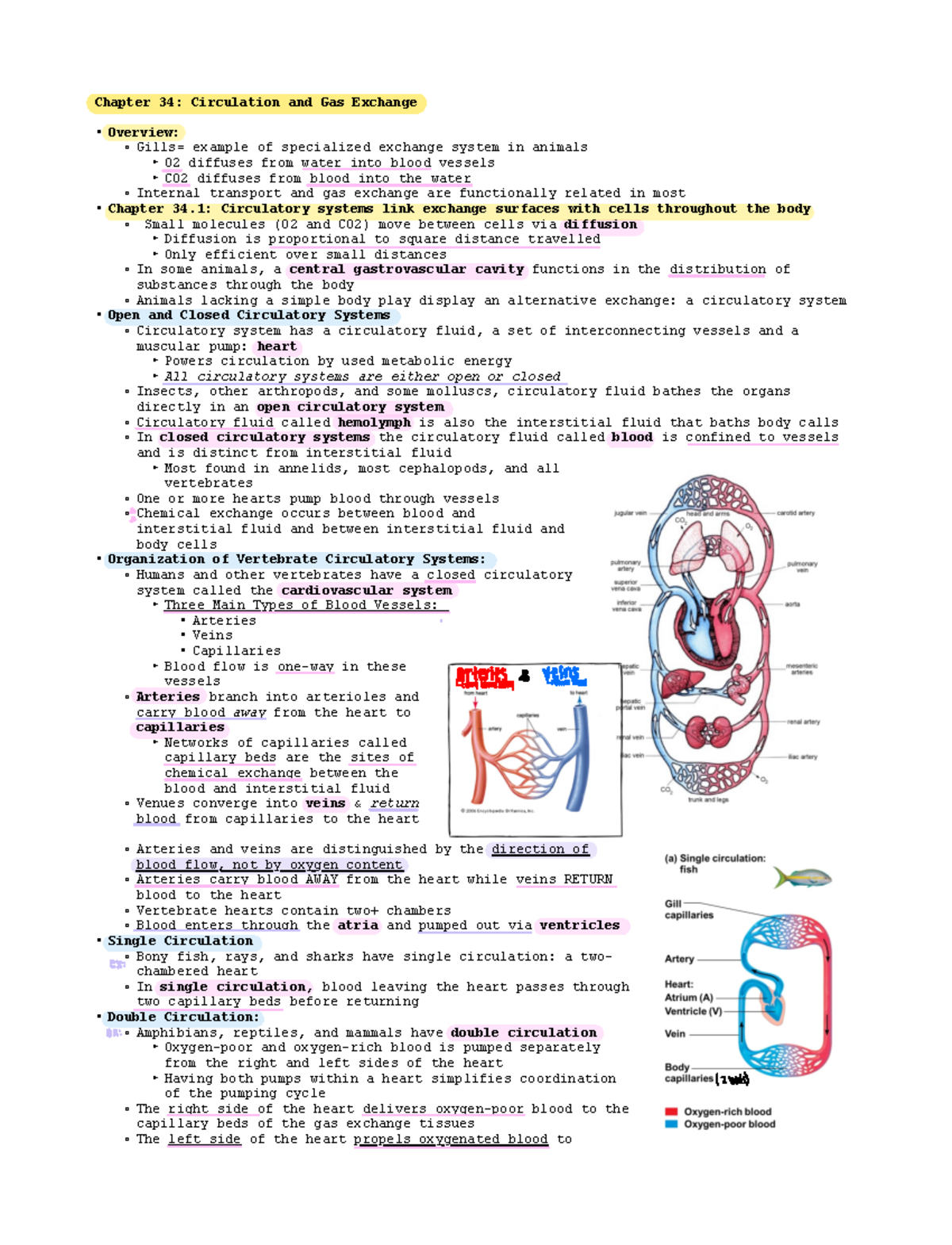 Biology For Science Majors Lecture 2 Exam 3 - Chapter 34: Circulation ...