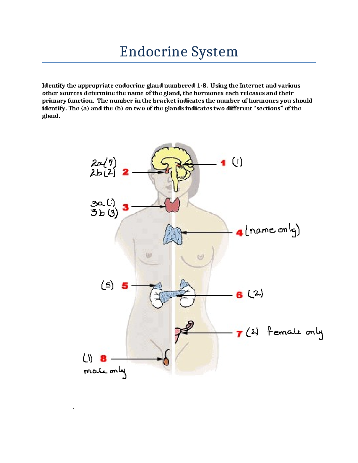 SCN3230-A-9.1 Assignment - Endocrine System Identify the appropriate ...