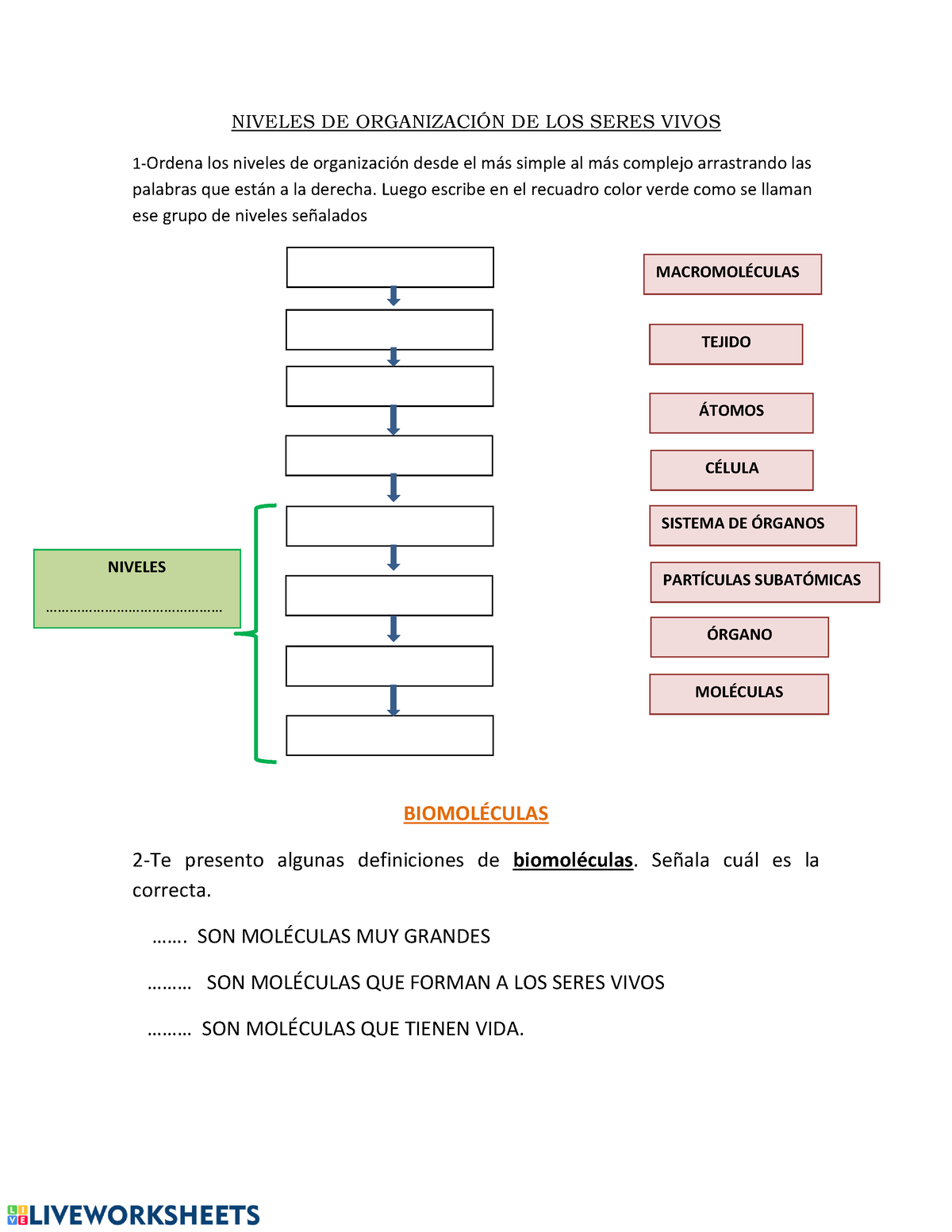 Actividad Niveles De Organizacin De Los Seres Vivos