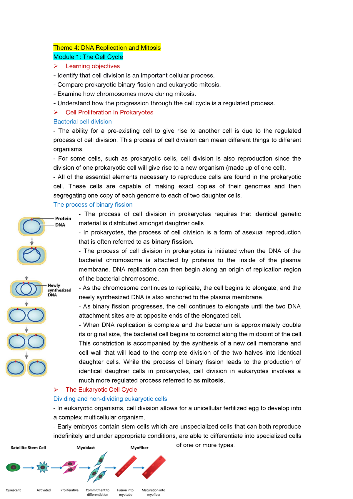 Biology 1A03 NotesTheme 4 - Theme4:DNAReplicationandMitosis Module1 ...