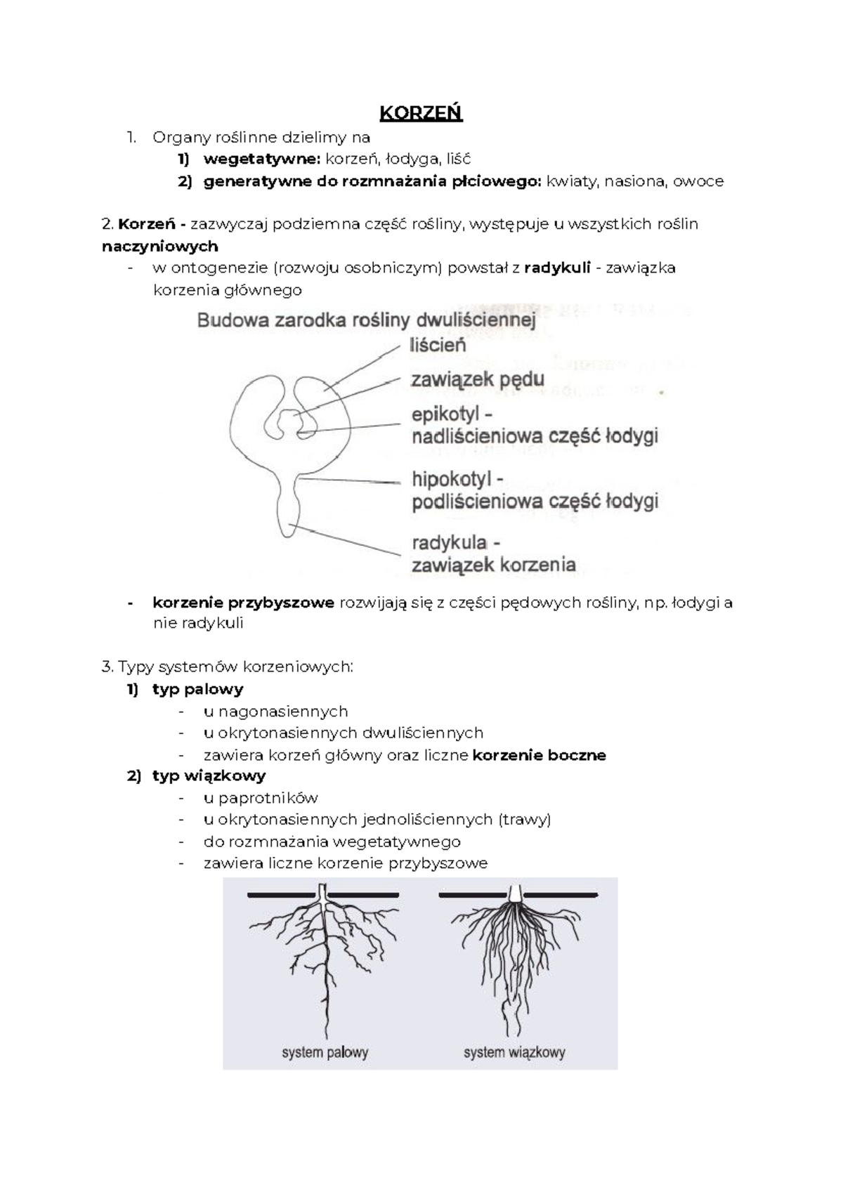 Organy roślin - zgah - KORZEŃ Organy roślinne dzielimy na wegetatywne