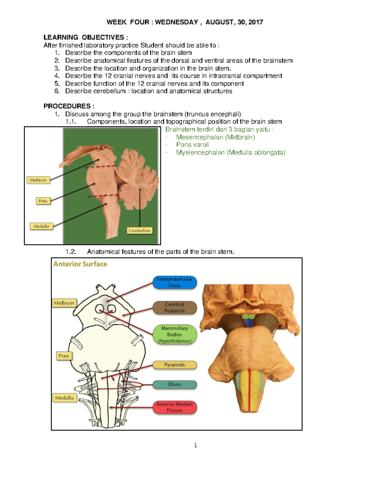 Brain Anatomy Manual - WEEK FOUR : WEDNESDAY , AUGUST, 30, 2017 ...