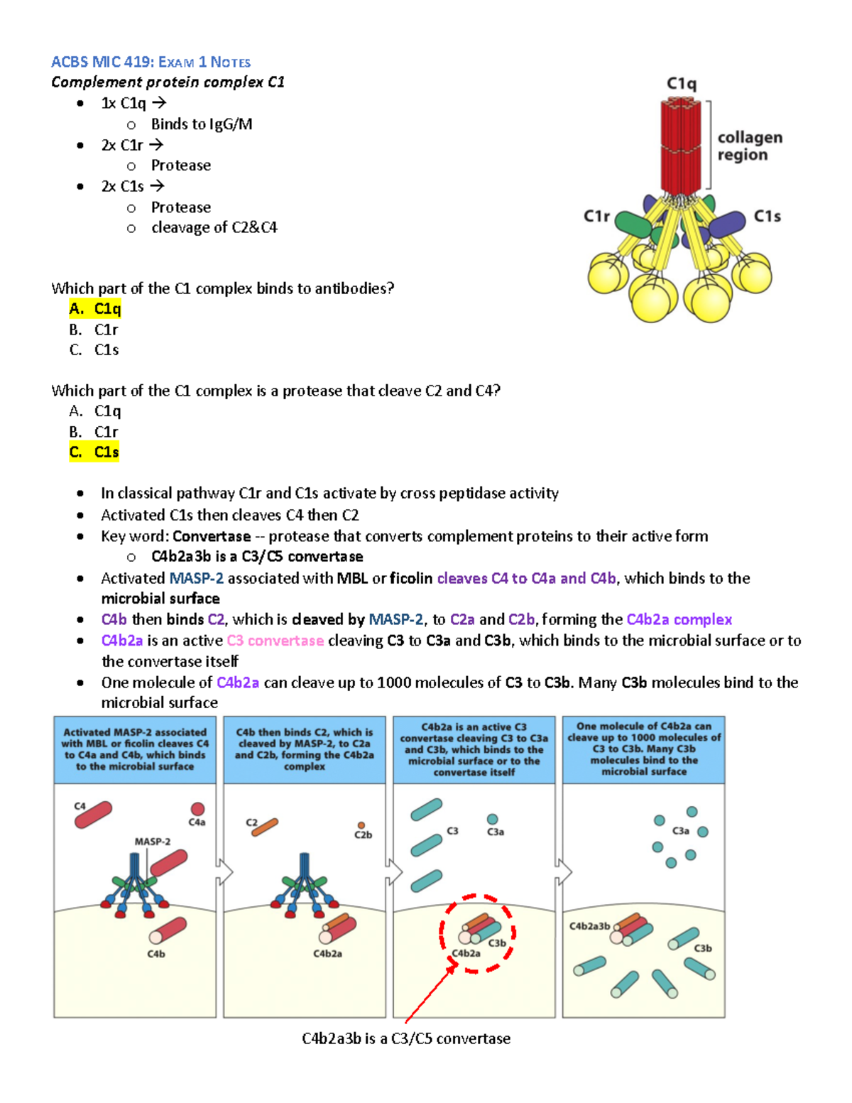 ACBS MIC 419- EXAM 1 Notes – Lecture 6 - Complement protein complex C ...