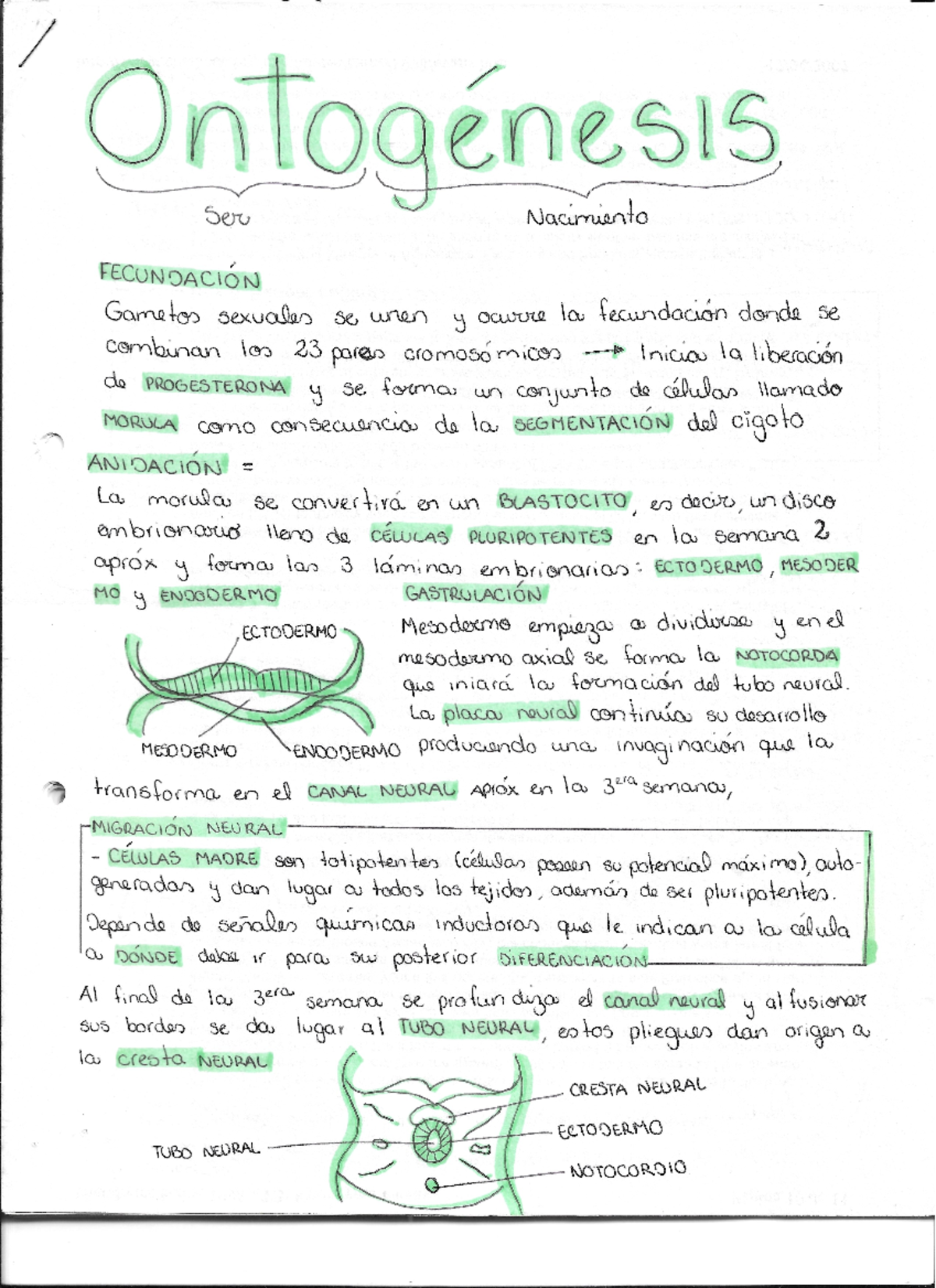 Ontogénesis humana - Ontogenesis Ser Nacimiento FECUNDACIÓN Gametos ...