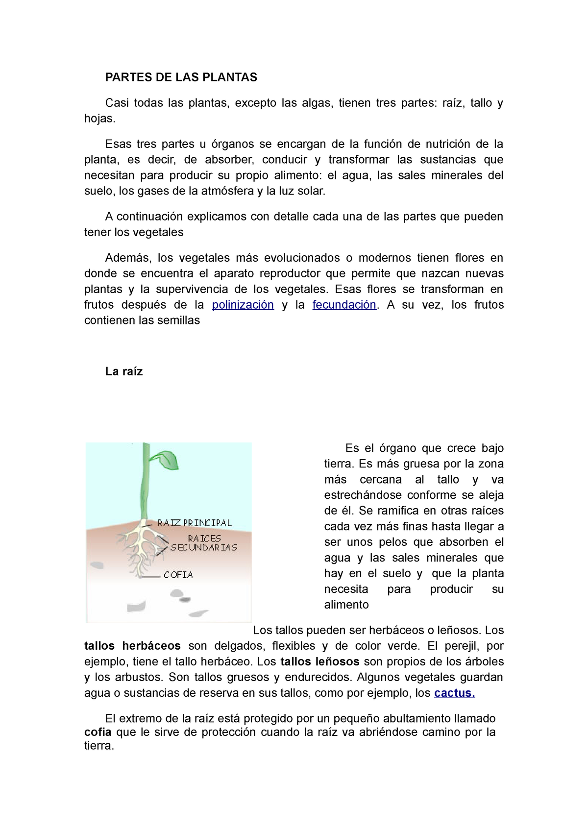 Partes De Las Plantas Partes De Las Plantas Casi Todas Las Plantas Excepto Las Algas