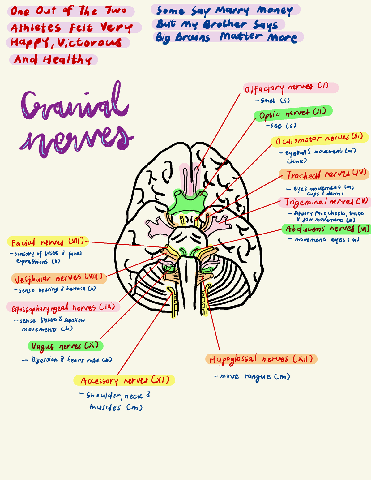 Cranial Nerves and Function - One Out of The Two Some Say Marry money ...