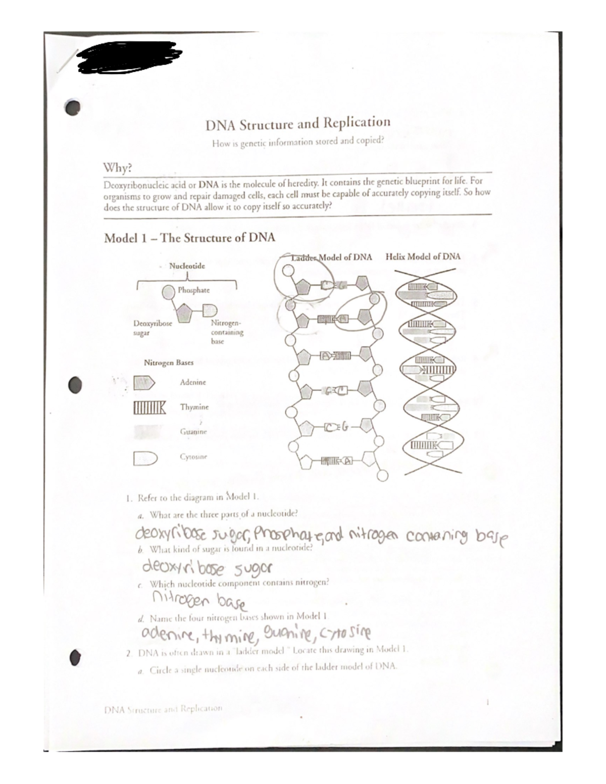 DNA Structure And Replication - BIOL 115 - Studocu