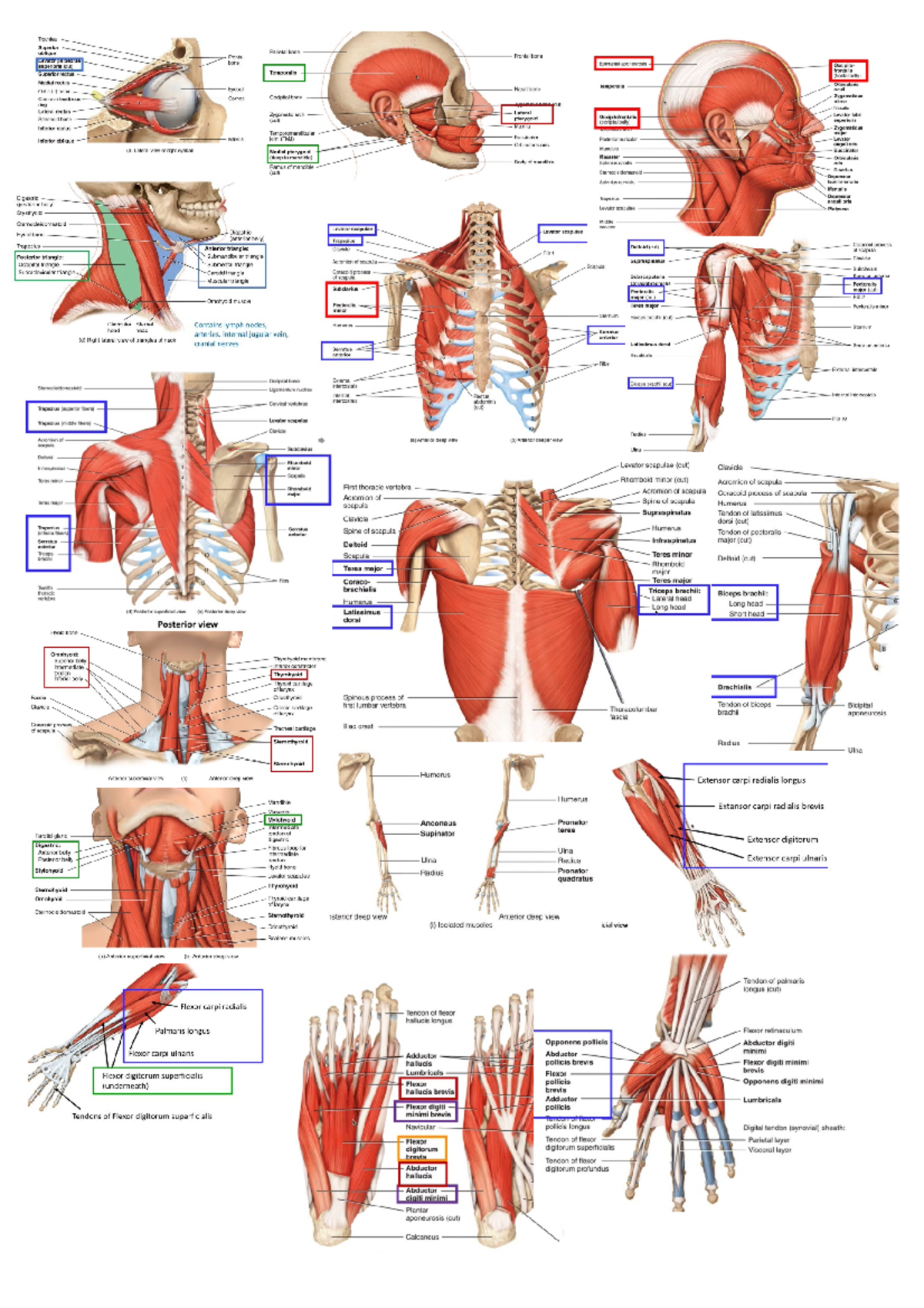 Lab 3 Muscle Notes - 2007NSC - Griffith - Studocu
