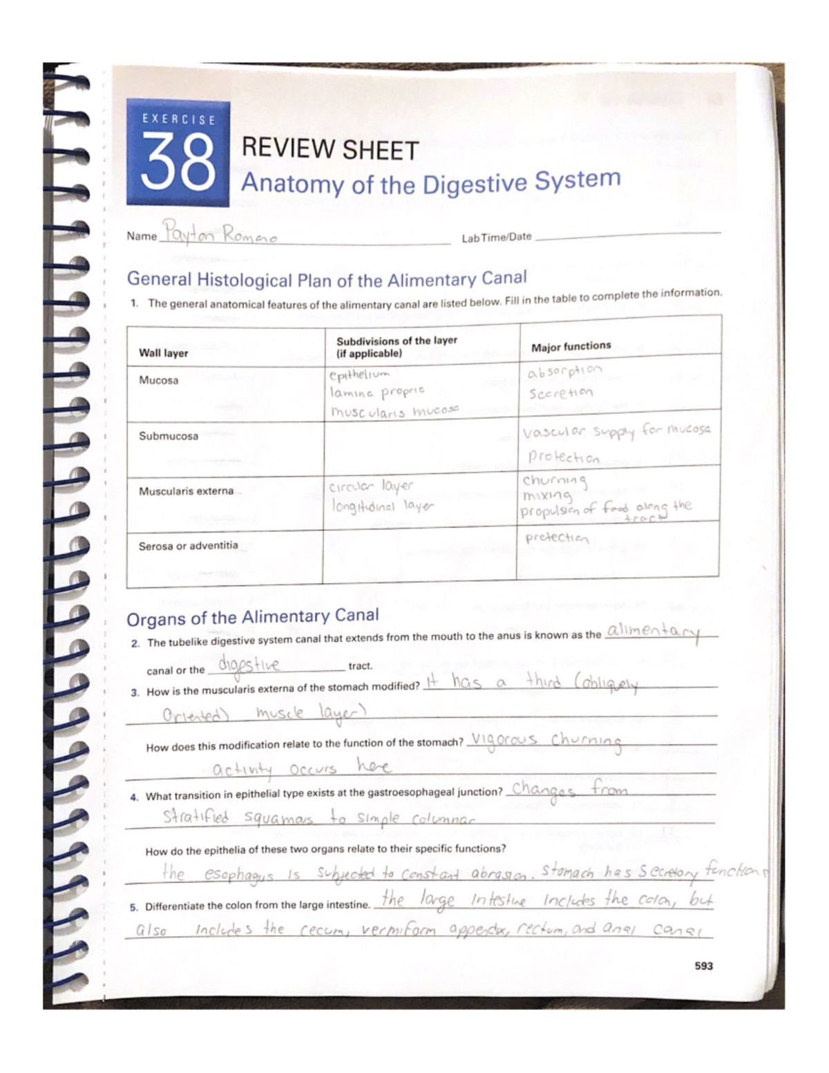 Anatomy Of The Digestive System Review Sheet Anatomy - vrogue.co