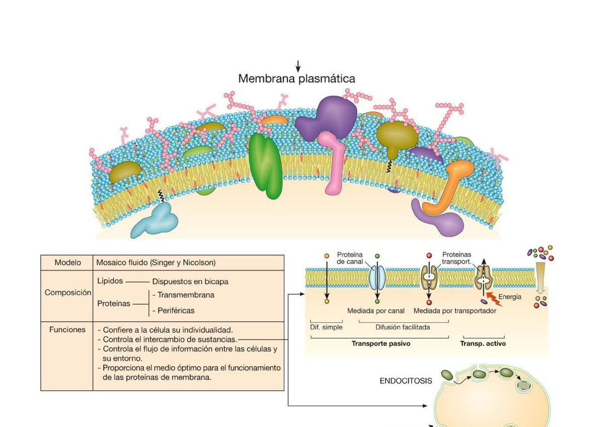 Esquema Final Membrana Plasm Ã¡tica - Biología I - Studocu