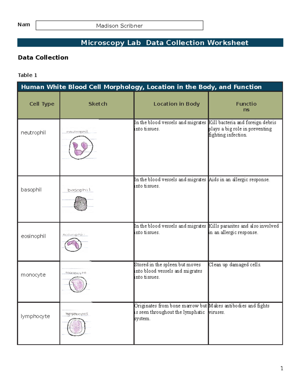 BIO-215L Microscopy - Microscopy Lab Data Collection Worksheet Data ...