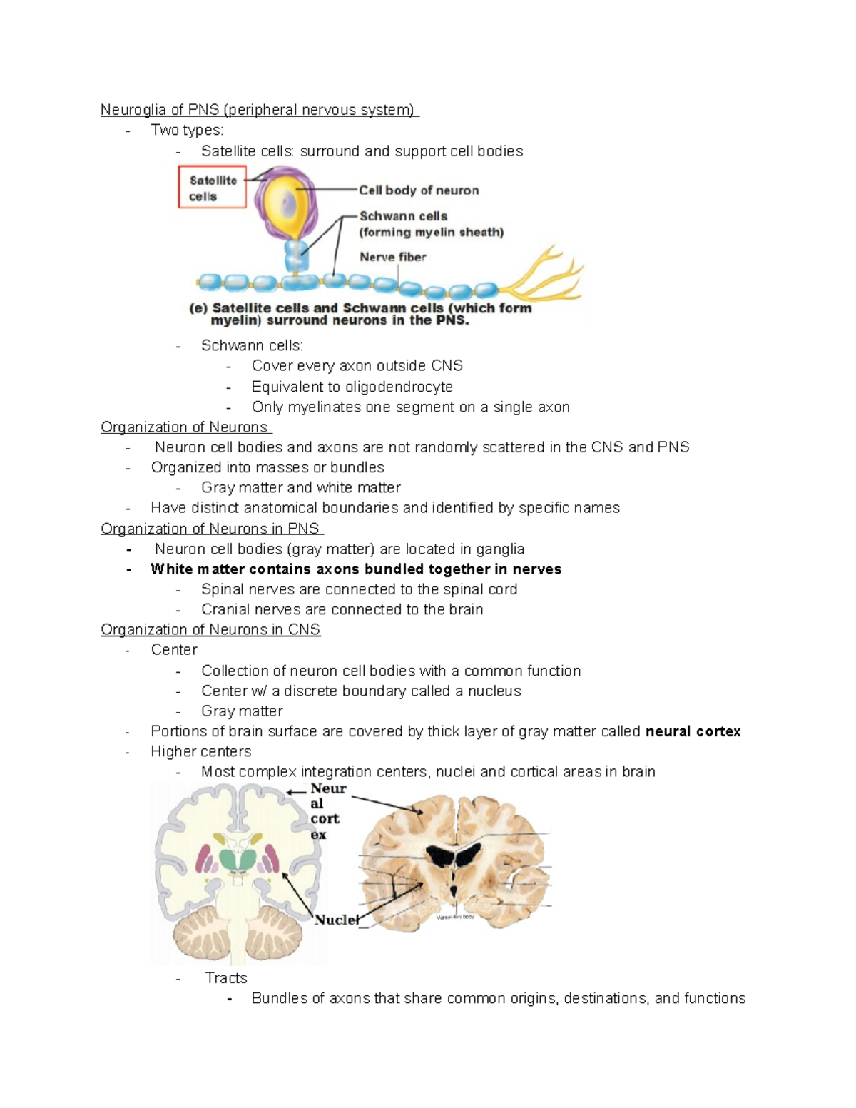 Neurons and Action Potential Lecture - Neuroglia of PNS (peripheral ...