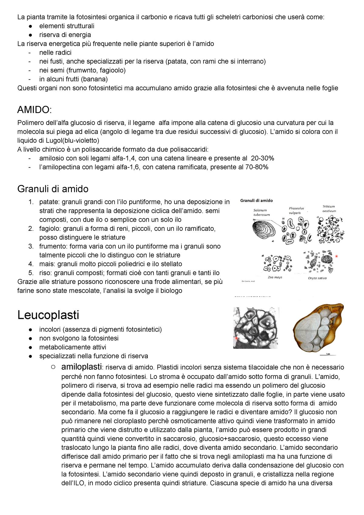 Un manuale di botanica strutturale; un libro di testo introduttivo per gli  studenti di scienza e farmacia. Morfologia delle piante. 124  CLASSIFICAZIONE DEI FRUTTI il frutto della Dipteryx è uno-seminate ed