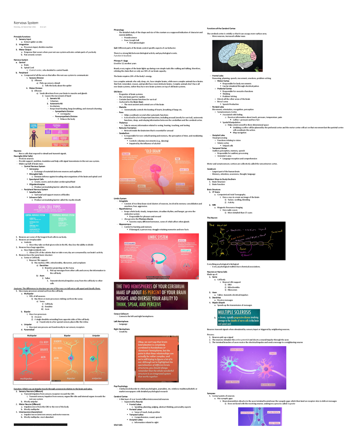 The Nervous System - Notes On The NS - Studocu