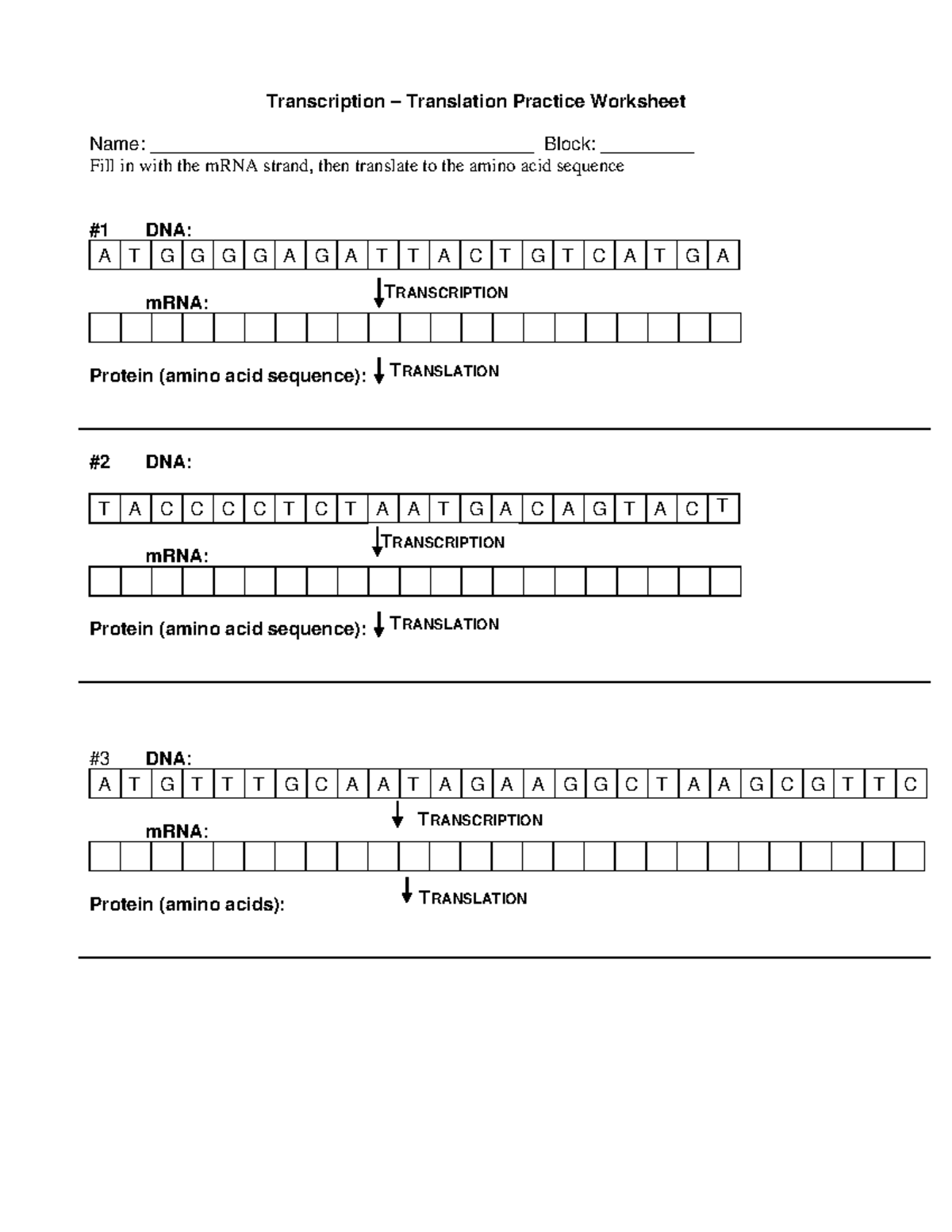 transcription-and-translation-worksheet-transcription-translation