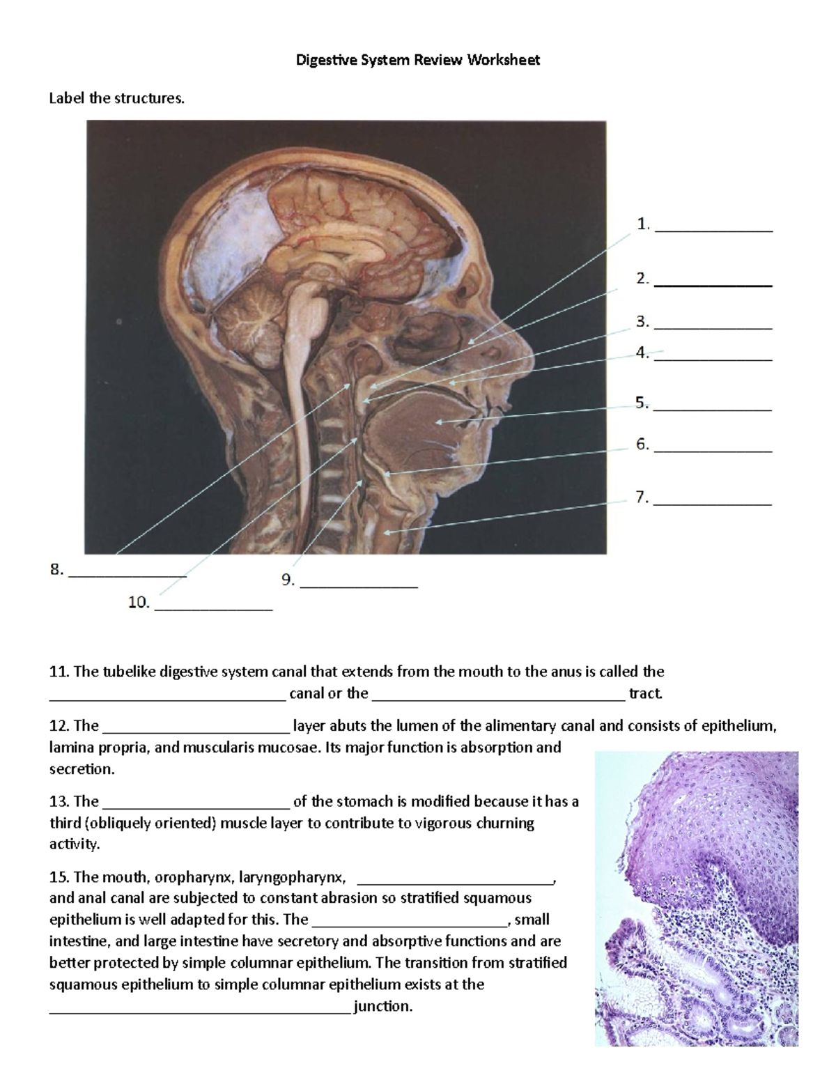 digestive-system-practice-worksheet-1-digestive-system-review