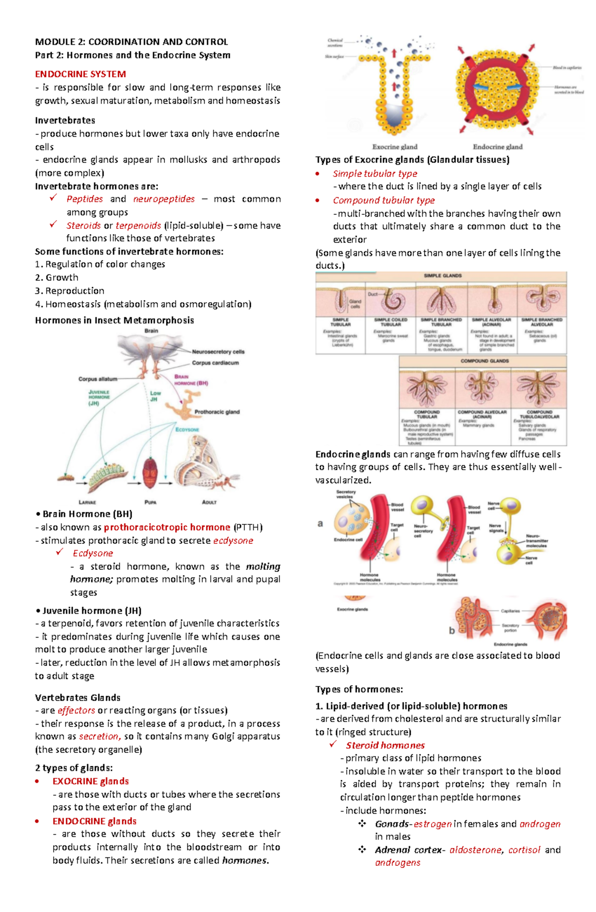 Mòdule 2 Endocrine System - MODULE 2: COORDINATION AND CONTROL Part 2 ...