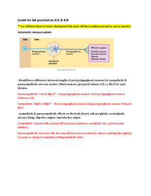 Anatomy And Physiology Exam 2 Study Guide Focus On For Exam 2 Anatomy And Physiology Exam 2 Study Guide Focus On For Exam 2