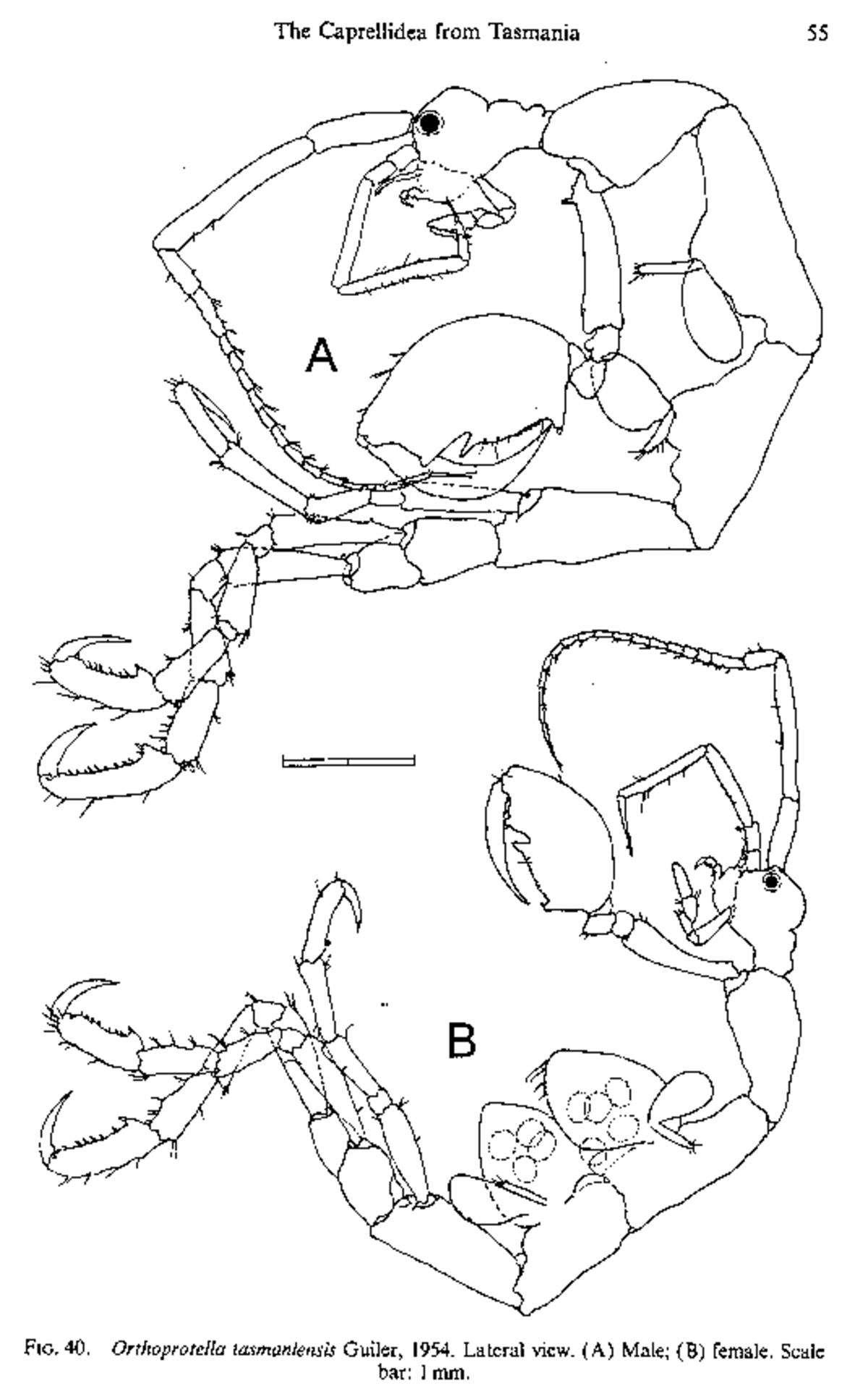 Caprellidea from Tasmania proofs - Ciencias del Mar - Studocu