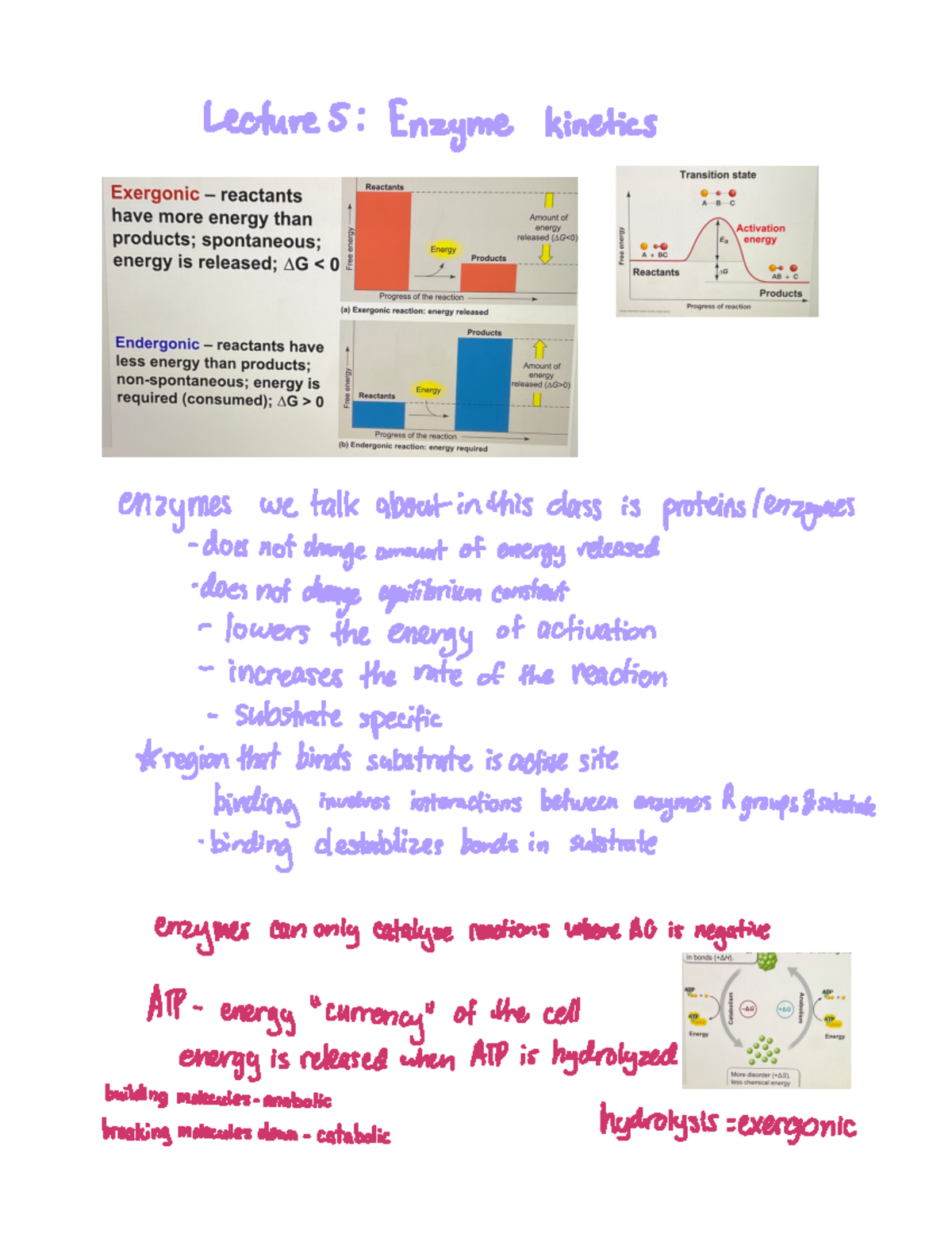 Lecture 5 Professor Chapman Lecture 5 Enzyme enzymes we