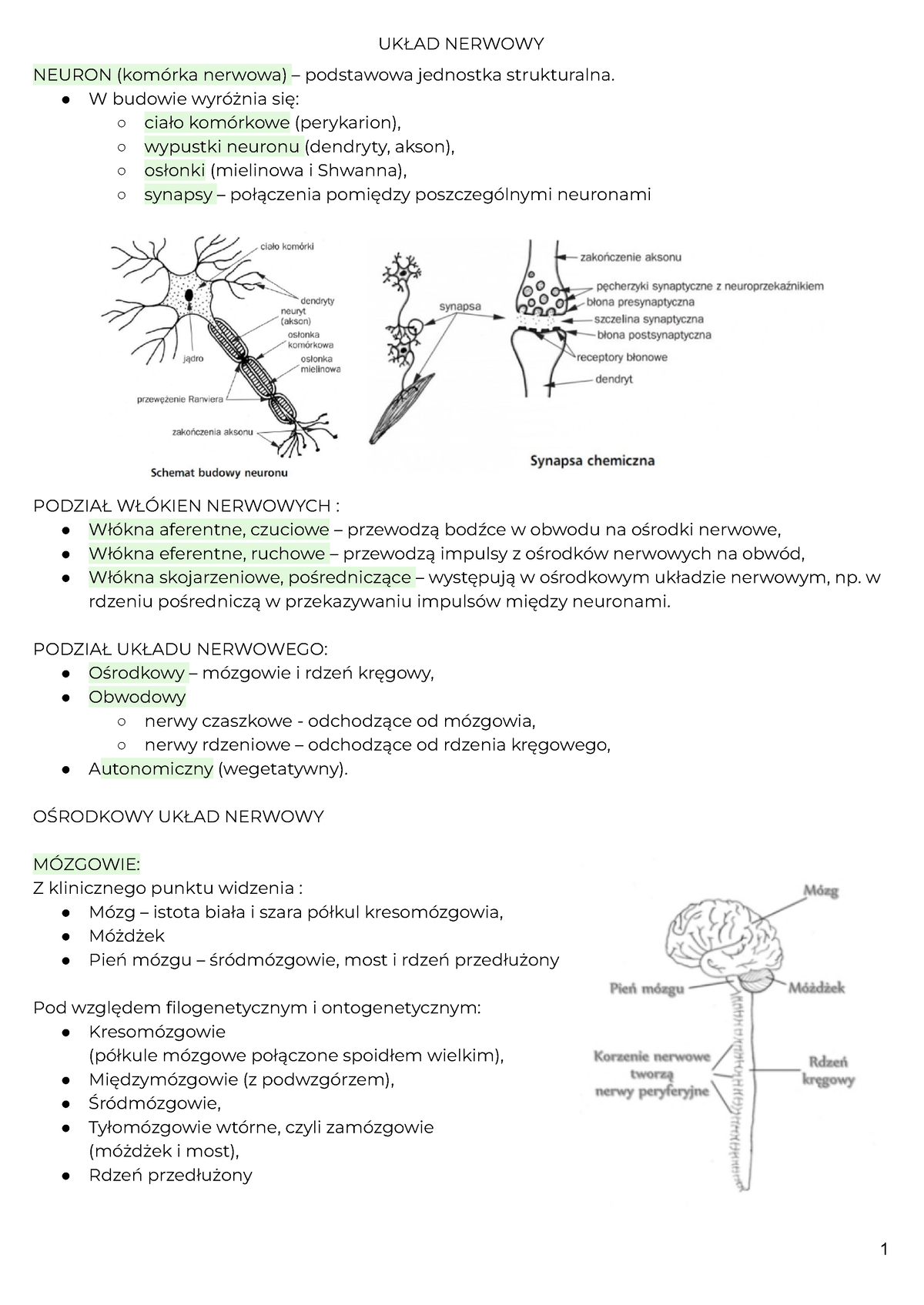 Anatomia- Układ Nerwowy - UKŁAD NERWOWY NEURON (komórka Nerwowa ...