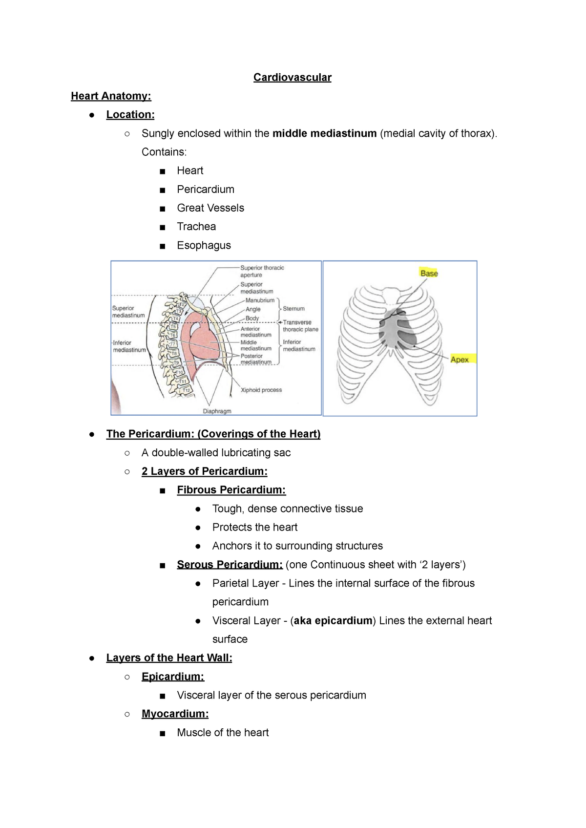 Cardiovascular System- Cardio - Cardiovascular Heart Anatomy: Location ...