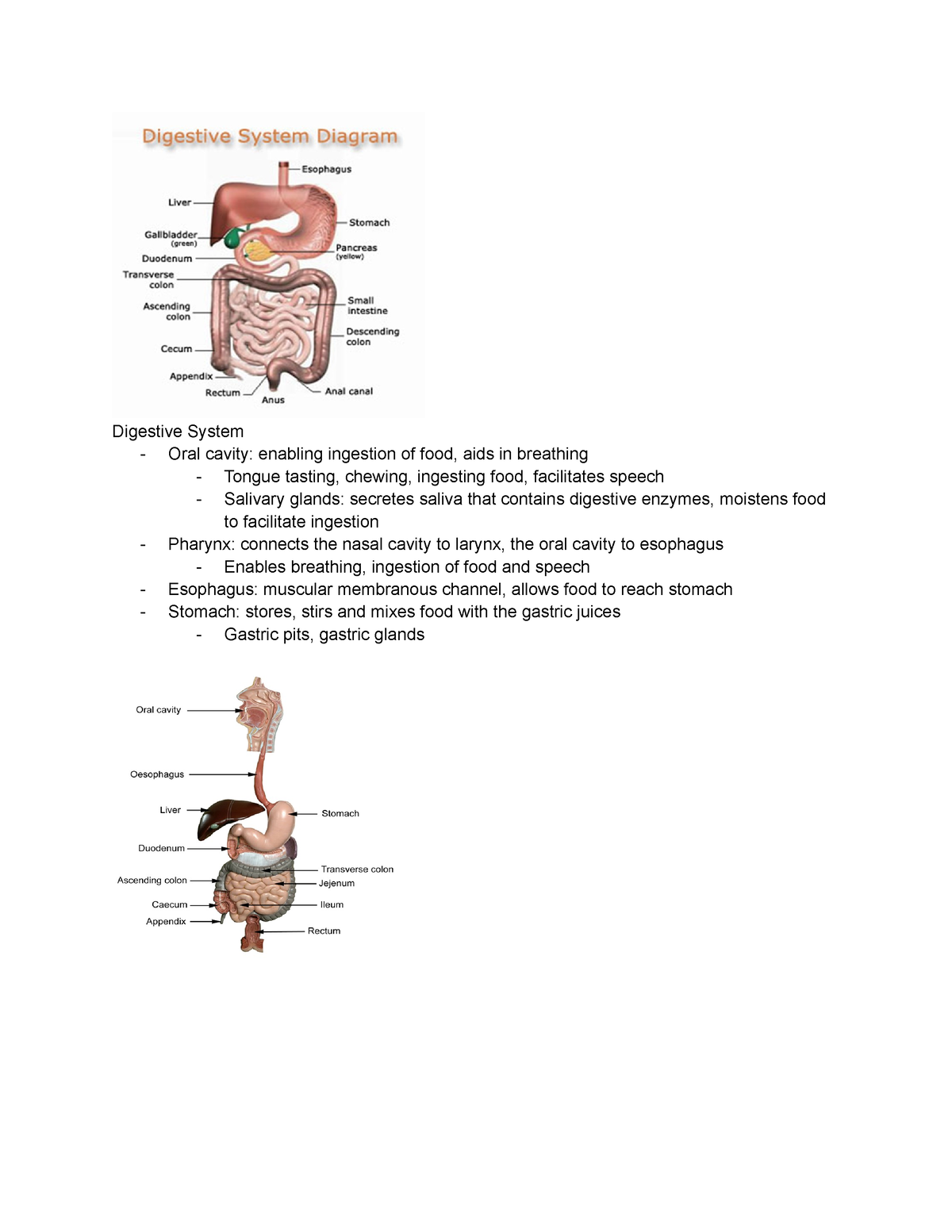 Digestive System Part 1 - Digestive System - Oral cavity: enabling ...