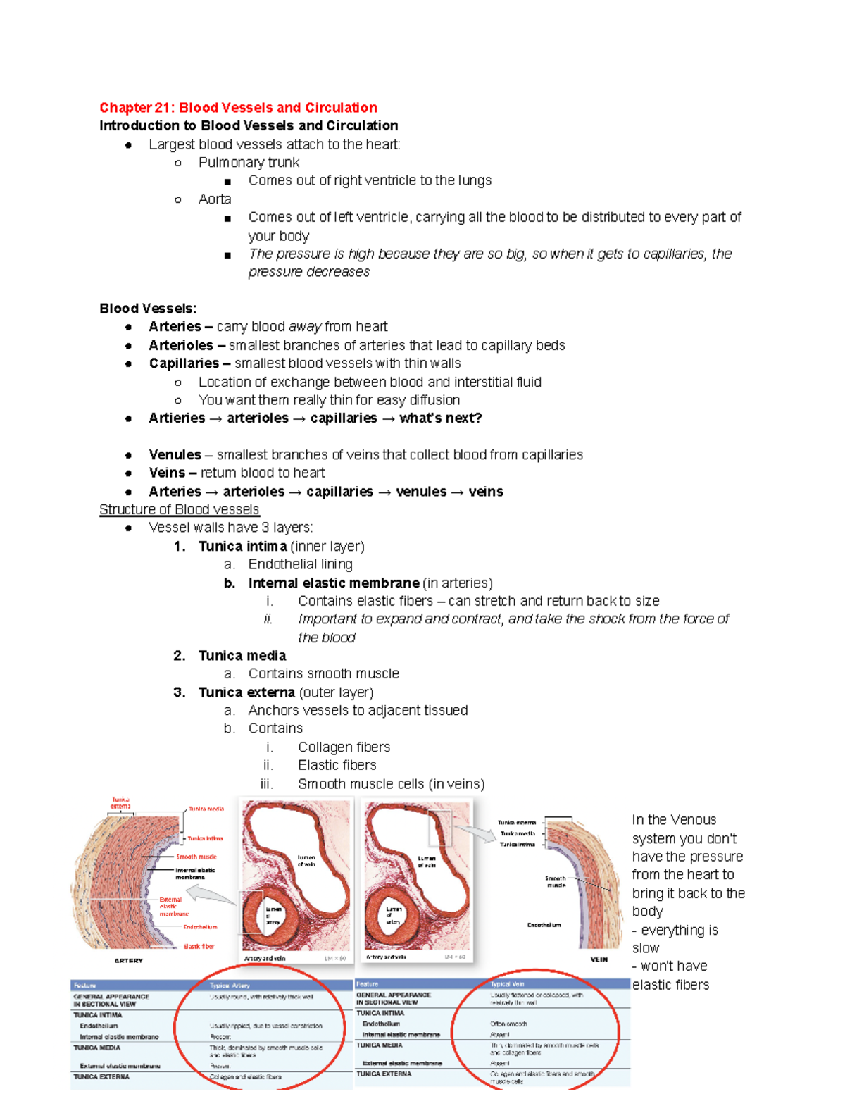 Chapter 21 Blood Vessels And Circulation - Chapter 21: Blood Vessels ...