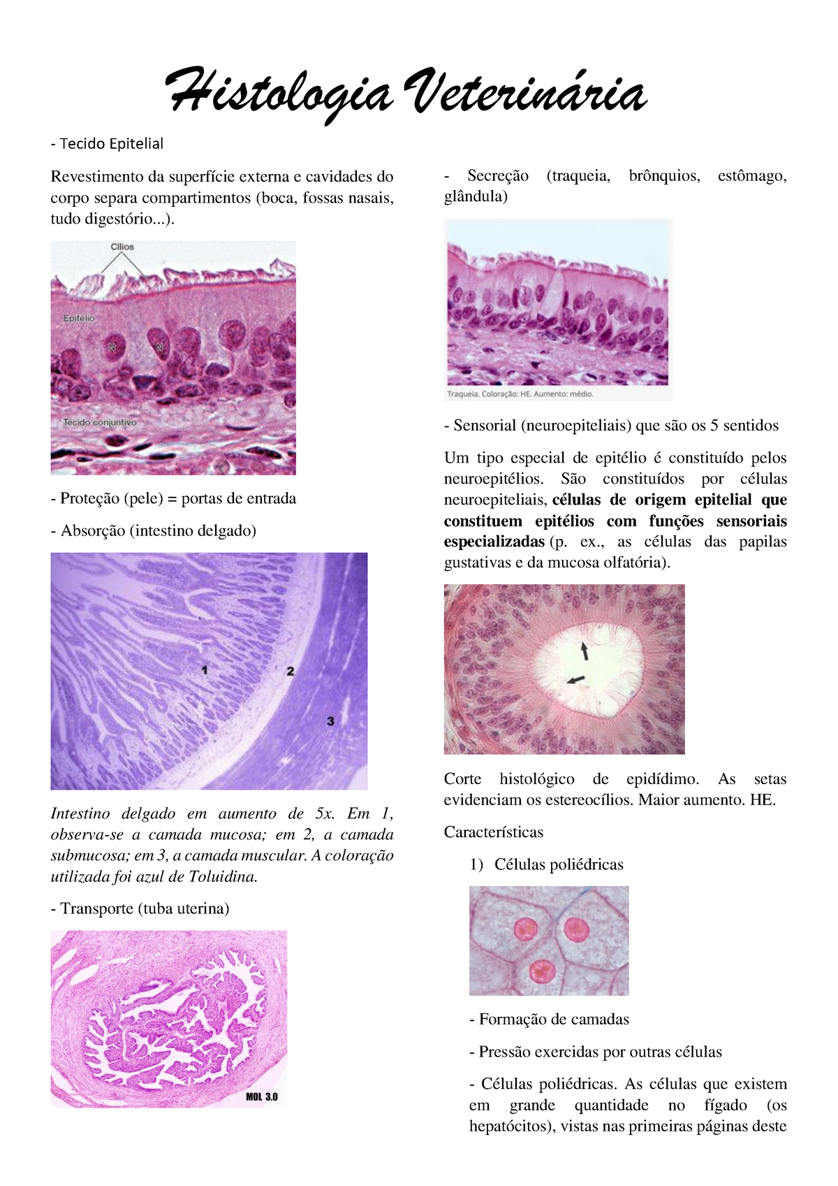 Histologia Veterinaria P Aula Tecido Epitelial Certo Tecido Epitelial Revestimento Da