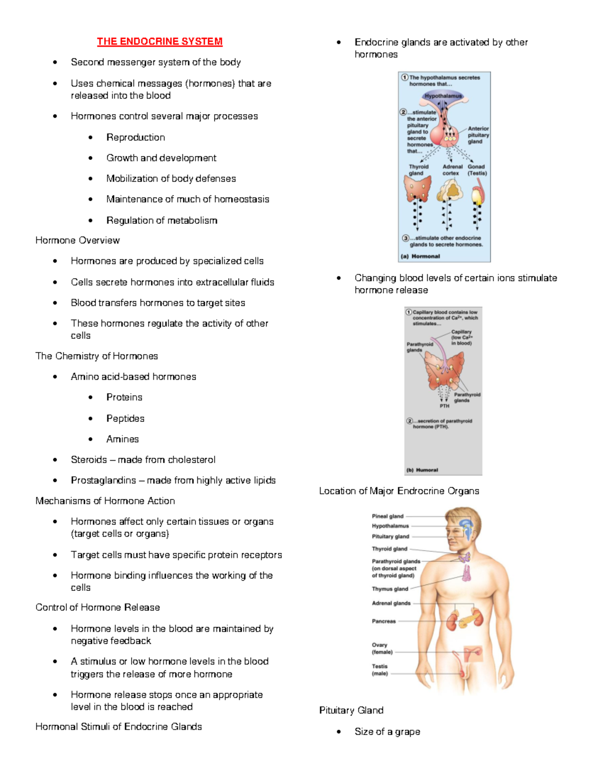 THE Endocrine System - THE ENDOCRINE SYSTEM Second messenger system of ...