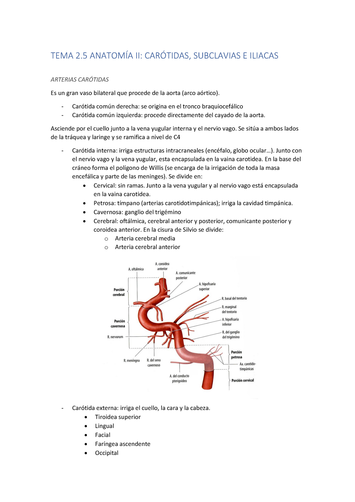 Arterias Carótidas, Subclavias E Iliacas - TEMA 2 ANATOMÍA II ...