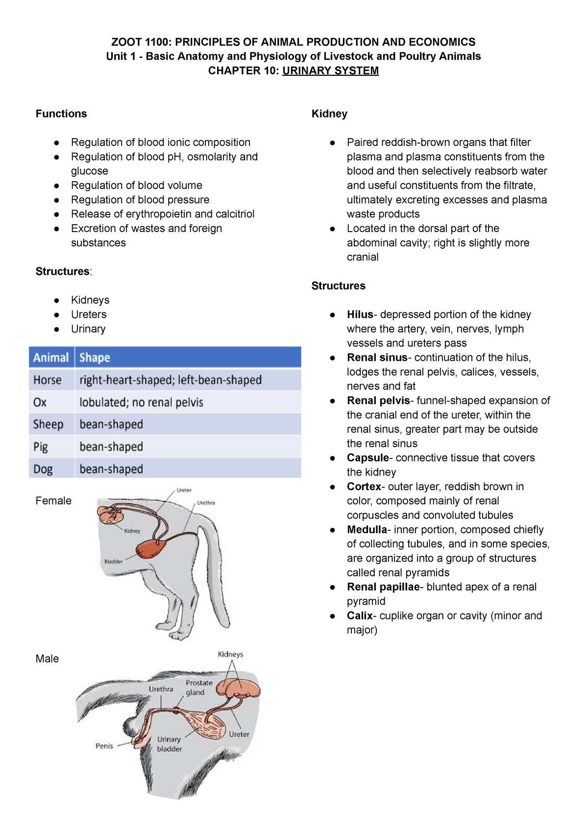 ZOOT 1100 Urinary System - Unit 1 - Basic Anatomy and Physiology of ...