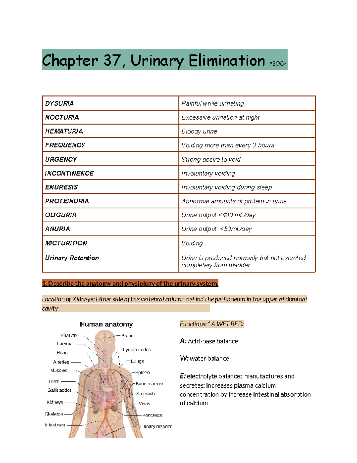 Urinary System Study Exam Review Chapter 37 - Chapter 37, Urinary ...