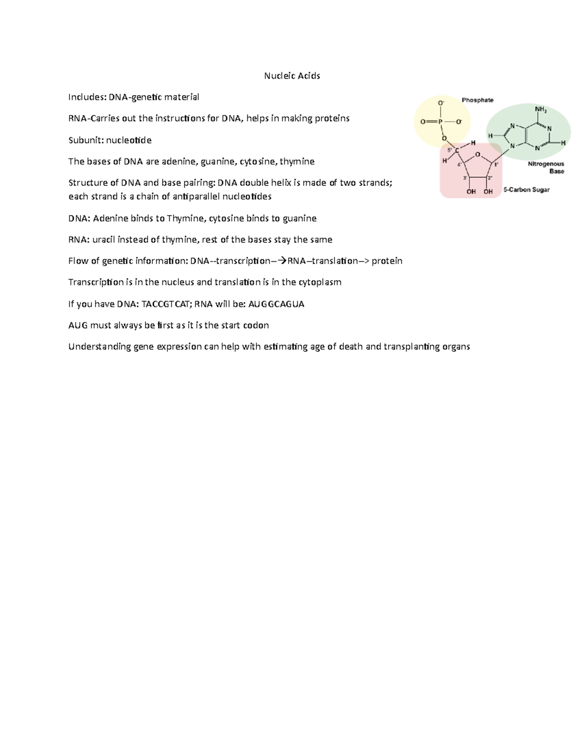 Nucleic Acids Nucleic Acids Includes material RNA