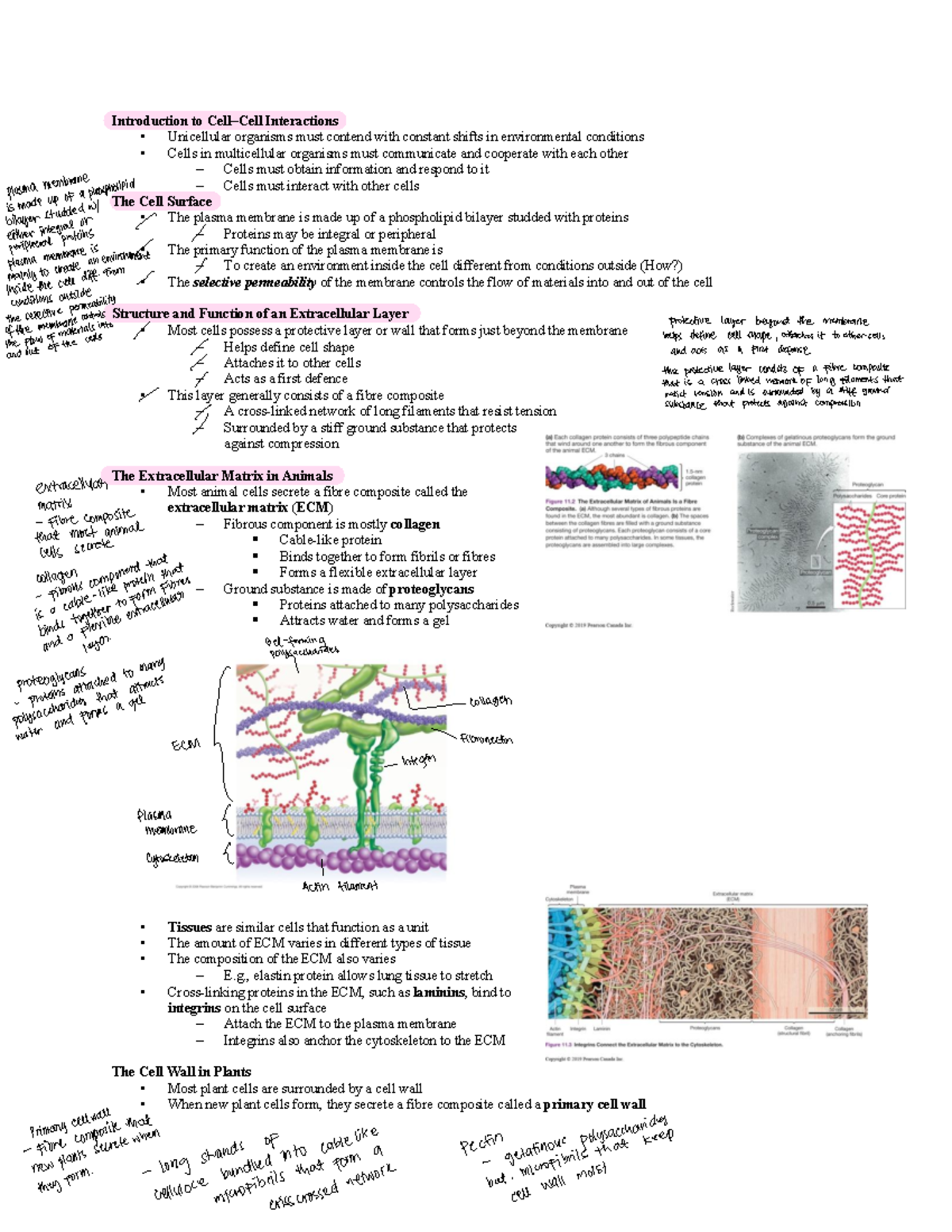 Chapter 11 blg - Dr Fussner notes - Introduction to Cell–Cell ...