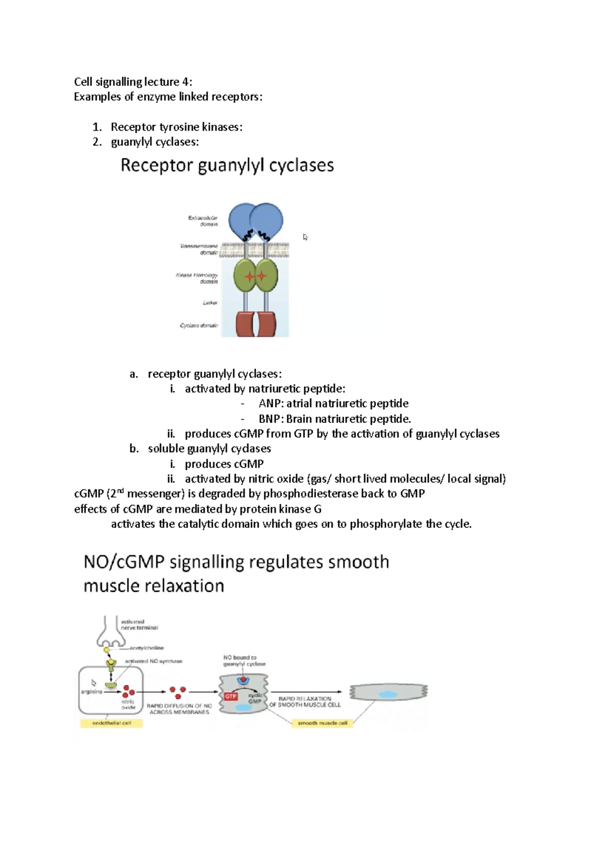 Cell signalling lecture 4 - receptor guanylyl cyclases: i. activated by ...