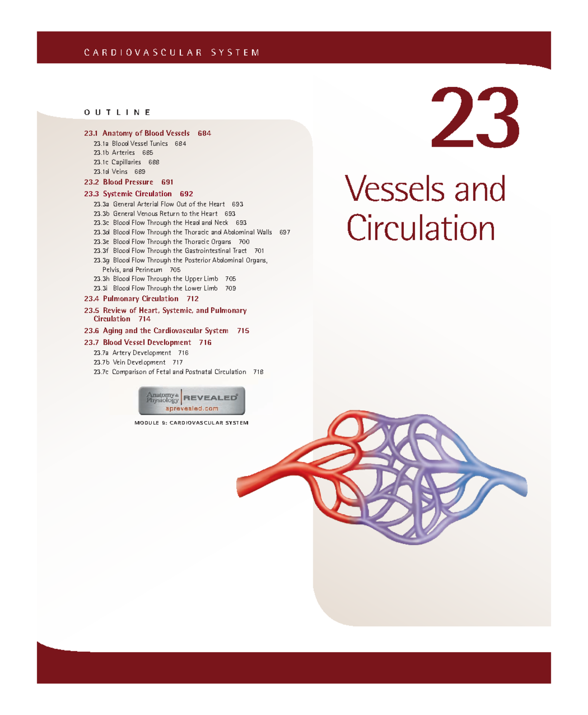 Vessels and Circulation - MODULE 9: CARDIOVASCUL AR SYSTEM Vessels and ...