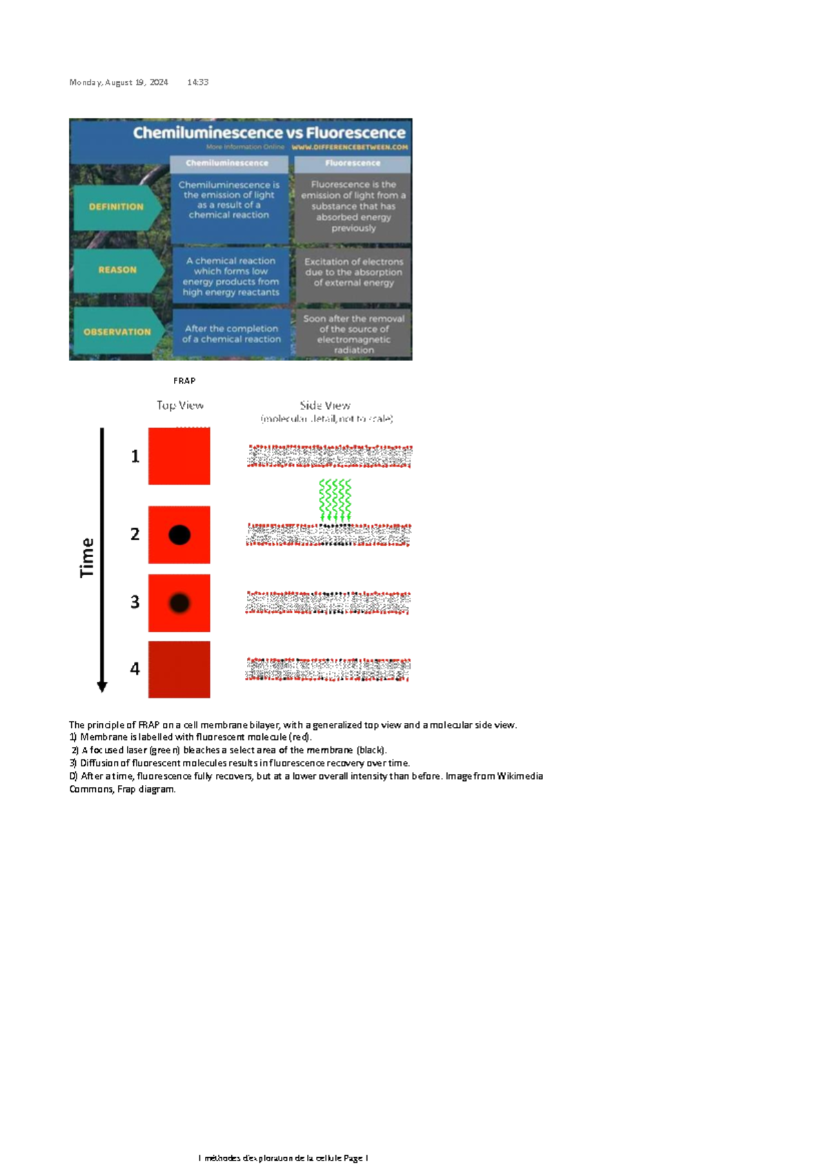 FRAP - summary - FRAP The principle of FRAP on a cell membrane bilayer ...