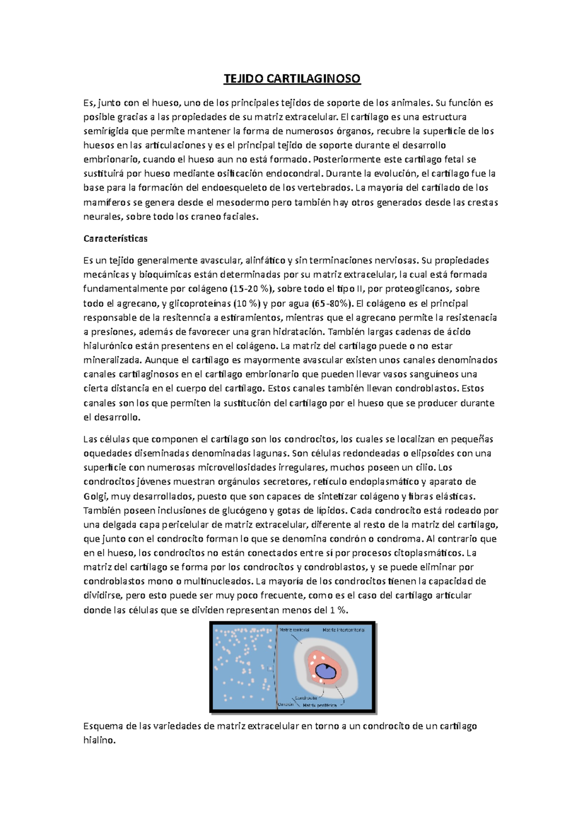 Tejido cartilaginoso, oseo y sanguineo TEJIDO