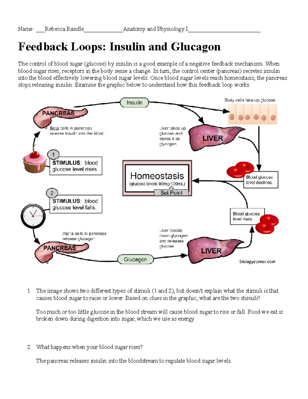 Neg Feedback Loop Insulin And Glucagon Name Rebecca Randle 