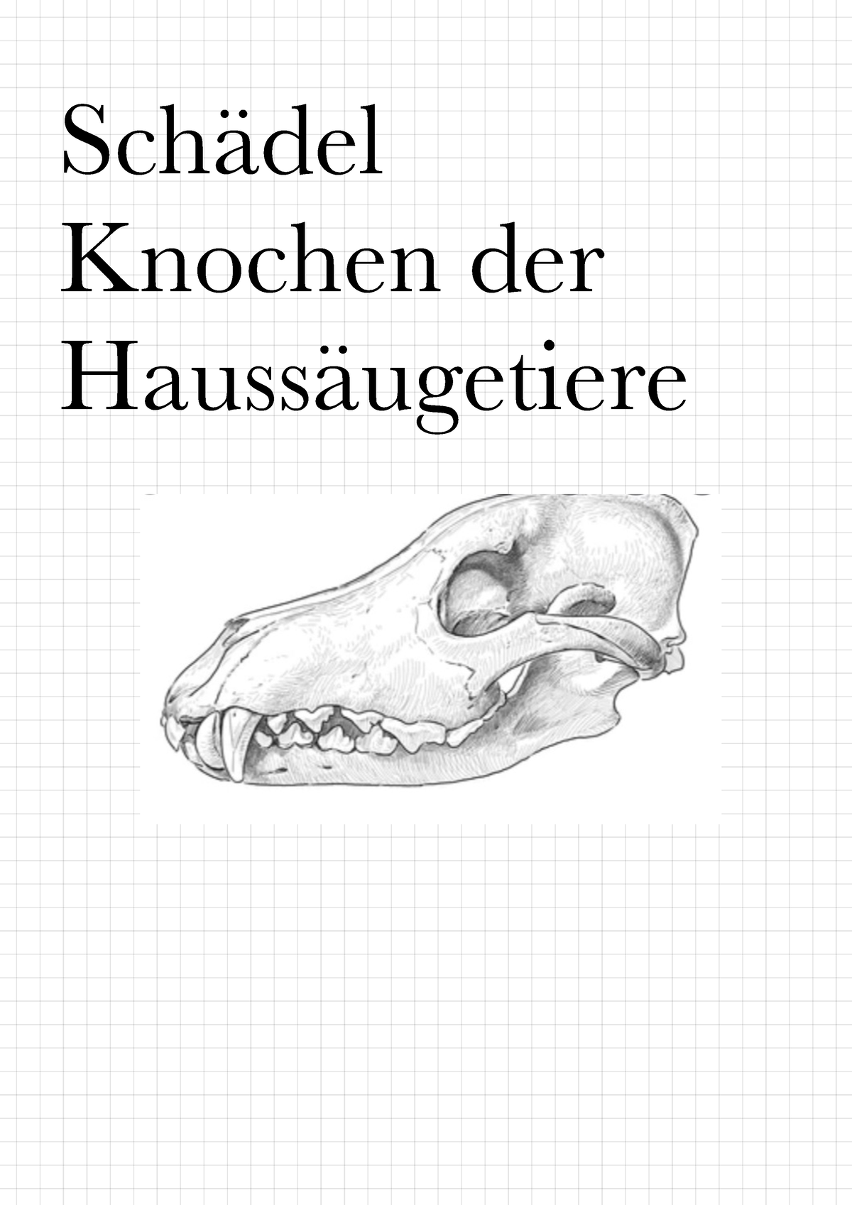 Anatomie Schädelknochen - Schädel Knochen der Haussäugetiere Anatomie ...