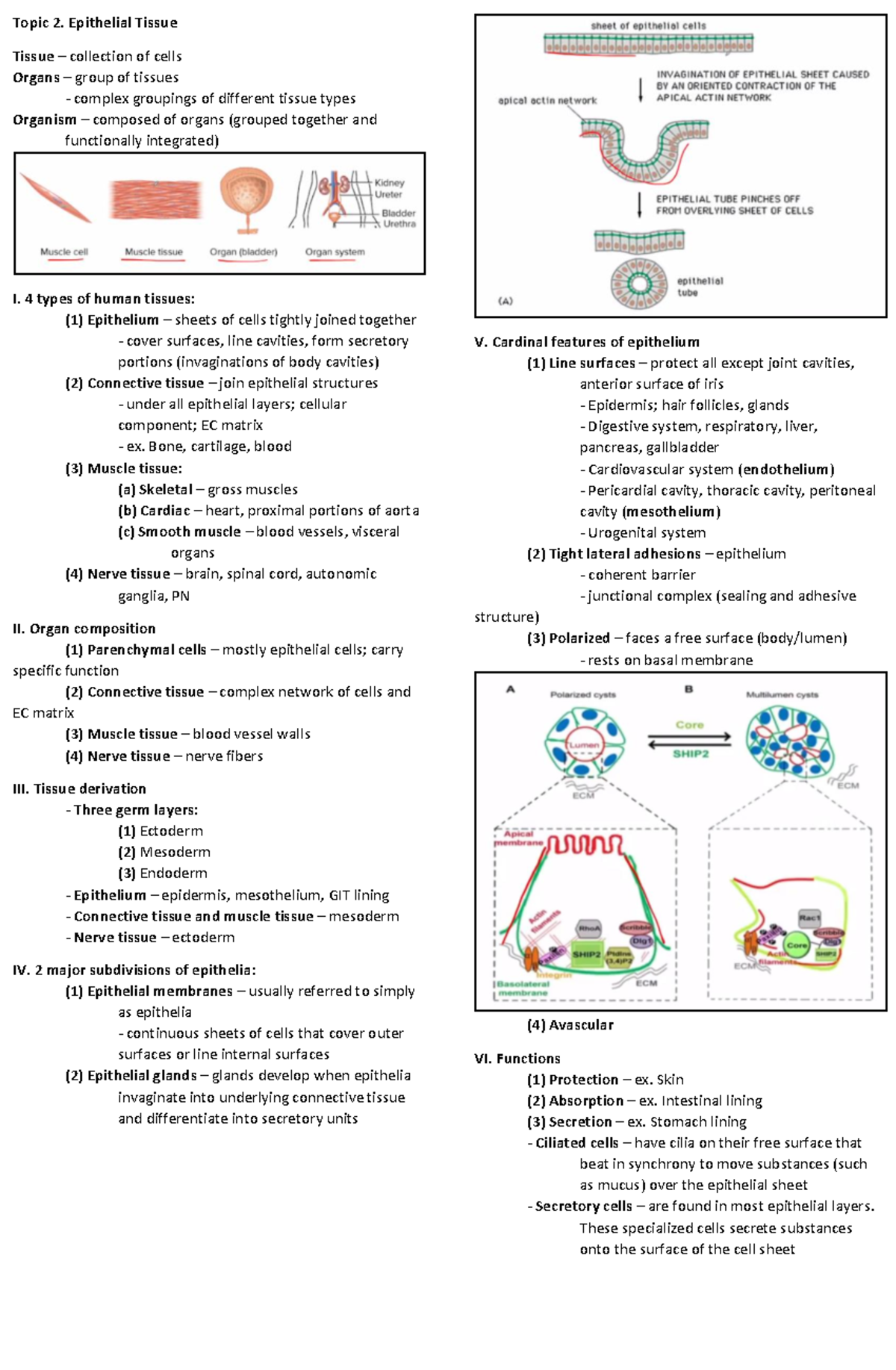 2 - About cells - Topic 2. Epithelial Tissue Tissue – collection of ...