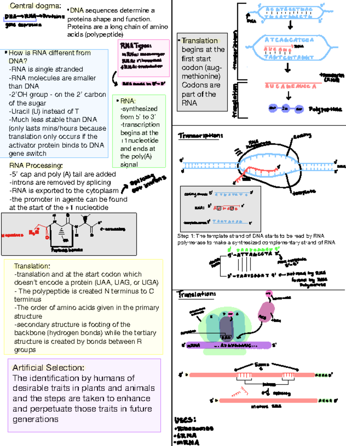 Bio Buddie Exam 2 - Bio buddy - ####### Central dogma: DNA sequences ...