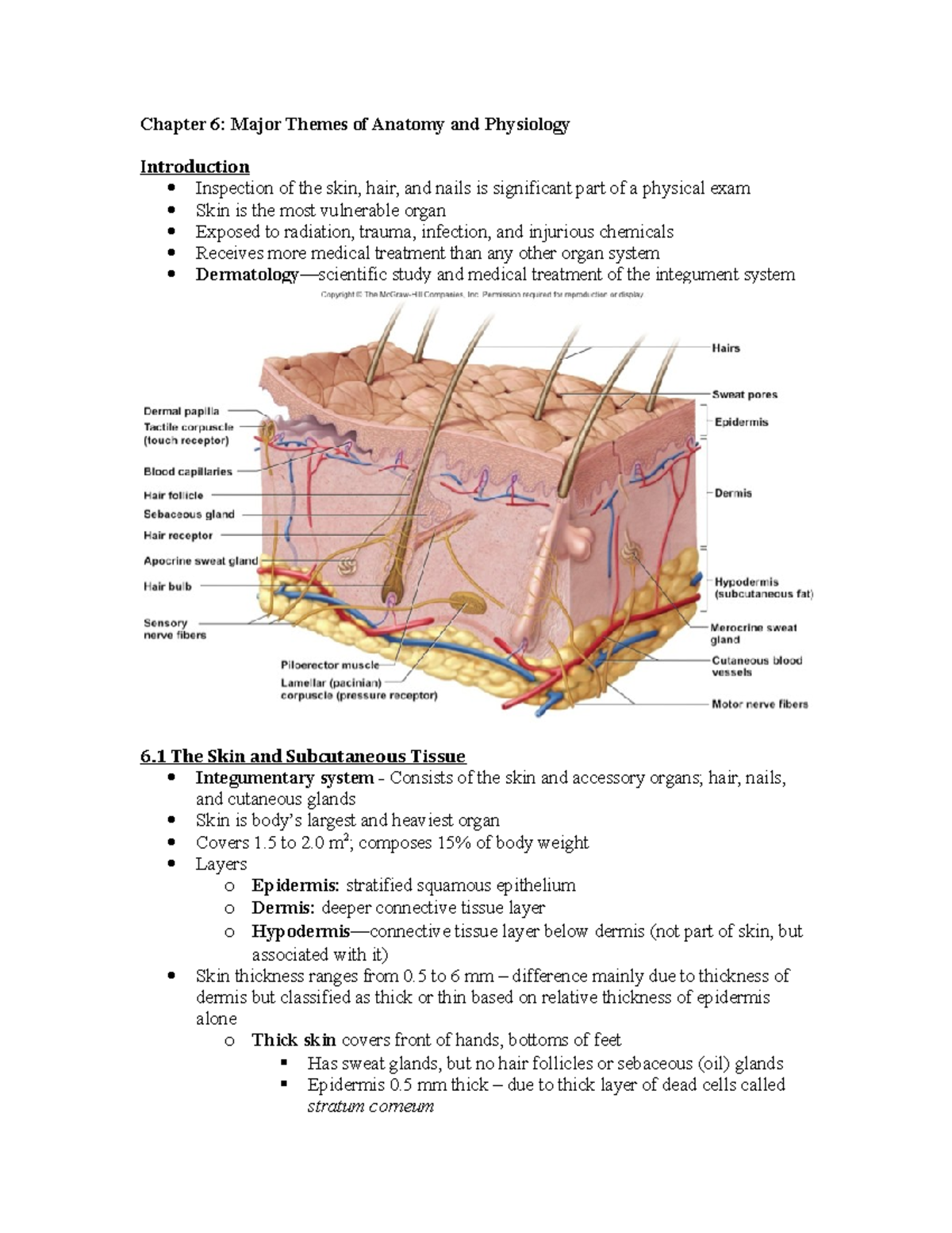 Ch06 Integumentary - Chapter 6 notes - Chapter 6: Major Themes of ...