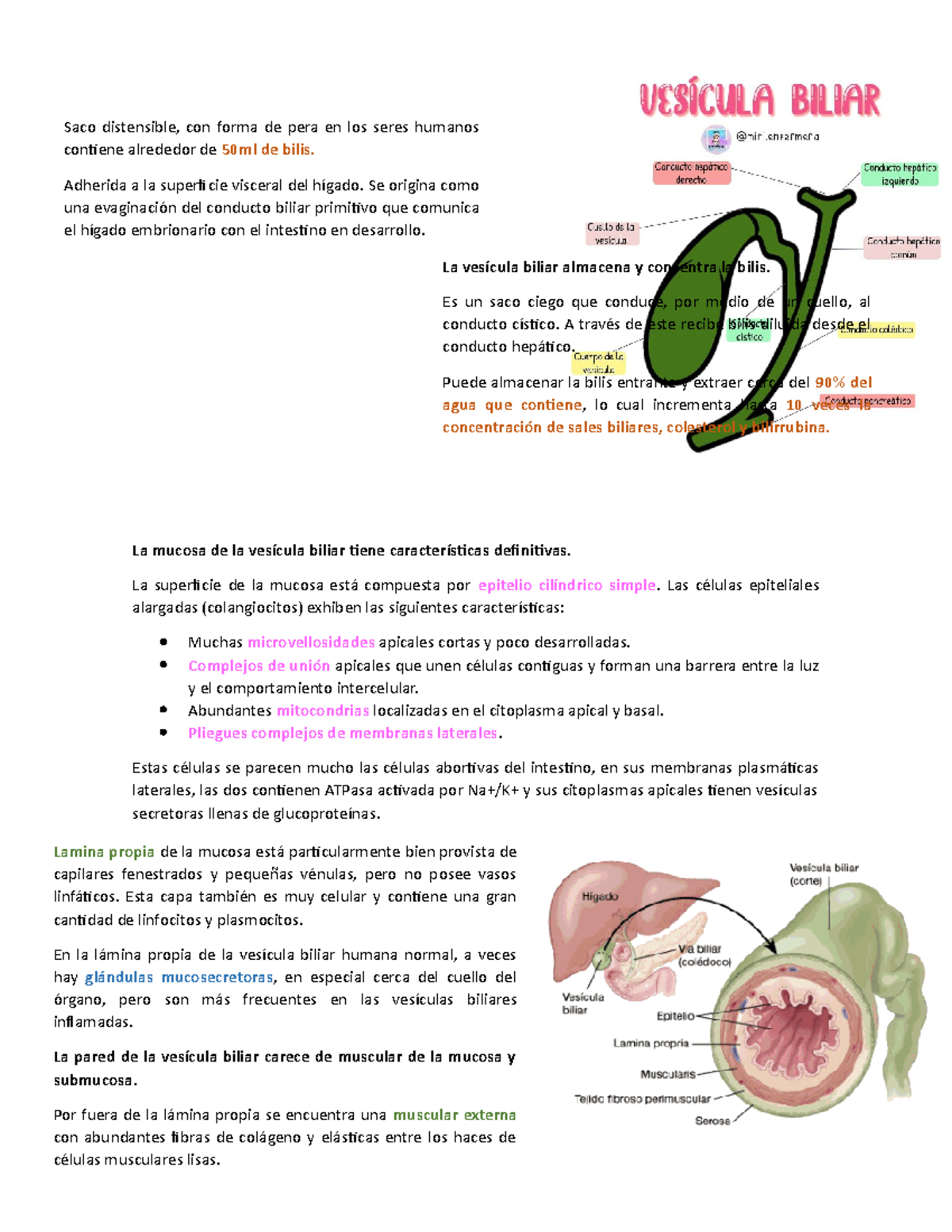 Vesicula Biliar - La mucosa de la vesícula biliar tiene características ...