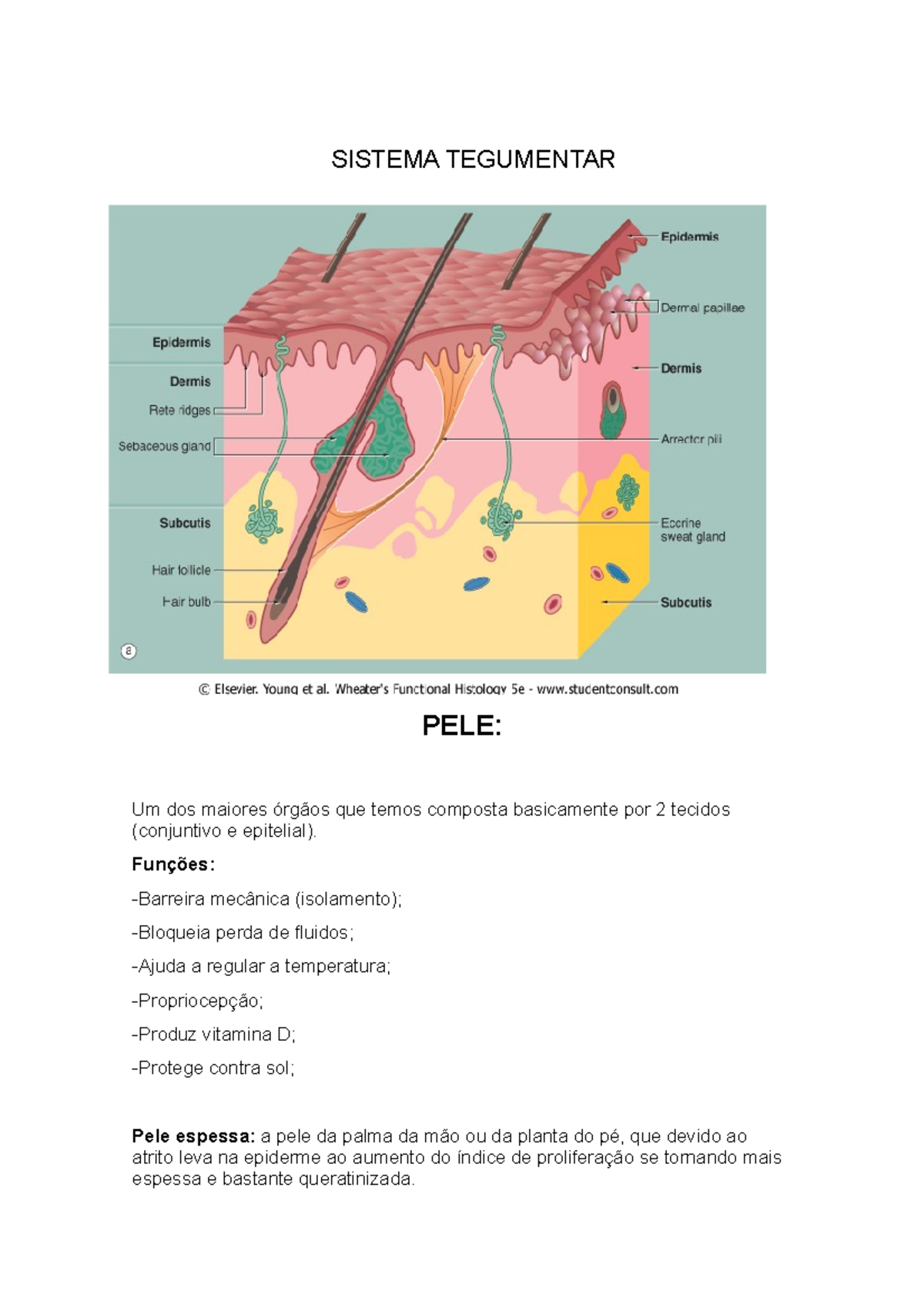Sistema Tegumentar - Resumos Acadêmicos Medicina 1-8 Período - SISTEMA ...