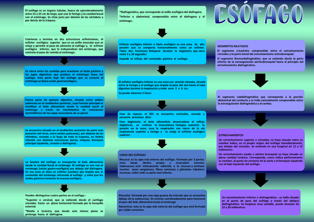 Anatomia Esofago Sexiz Pix