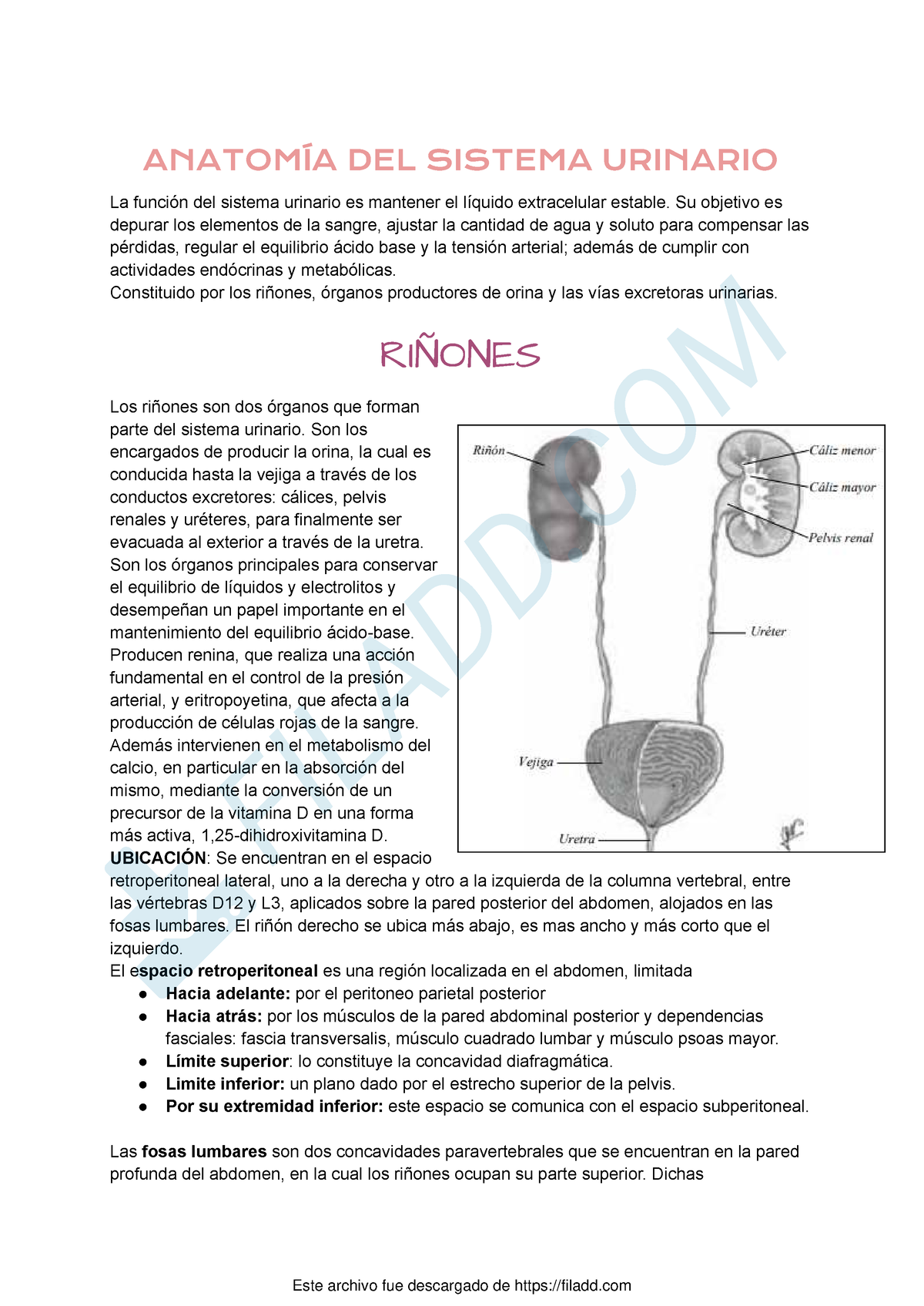 Anatomia DEL Aparato Urinario - ANATOMÍA DEL SISTEMA URINARIO La ...