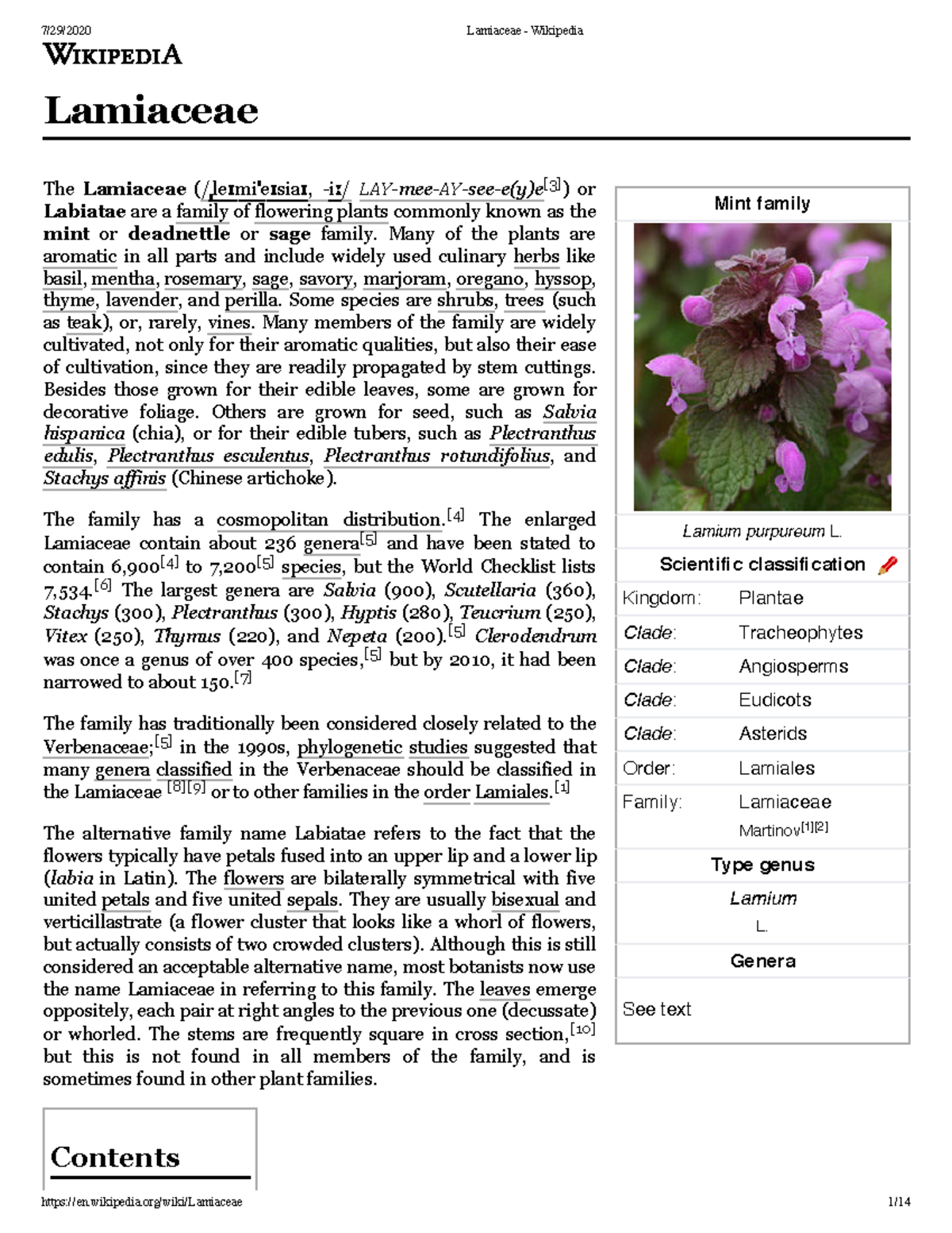 Mint plant lamiacie Mint family Lamium purpureum L. Scientific